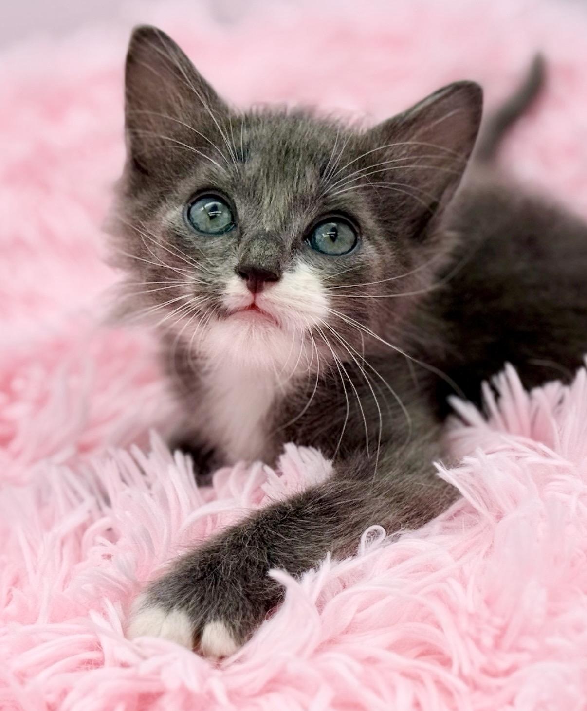 Punisher, an adopted Ragdoll in Covington, LA image 1/6