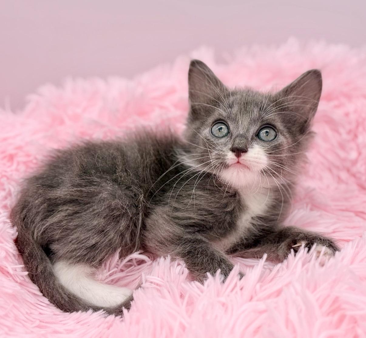 Punisher, an adopted Ragdoll in Covington, LA image 4/6