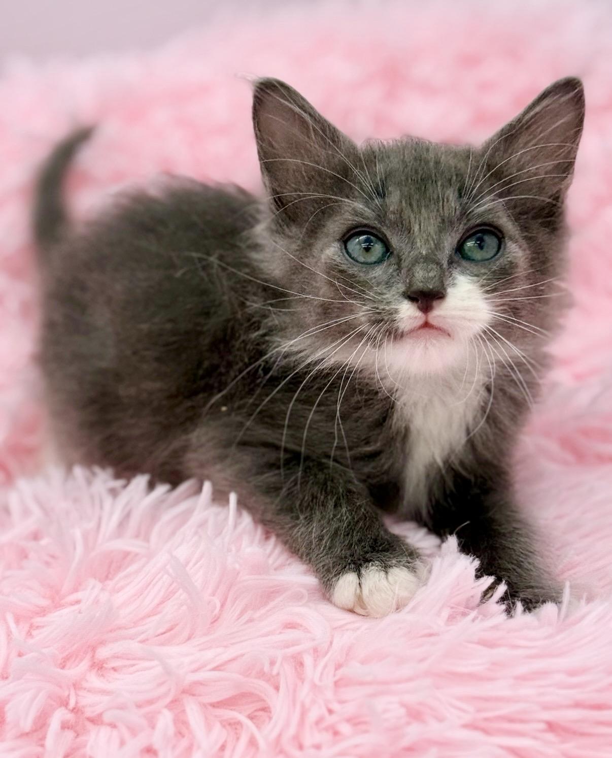 Punisher, an adopted Ragdoll in Covington, LA image 2/6