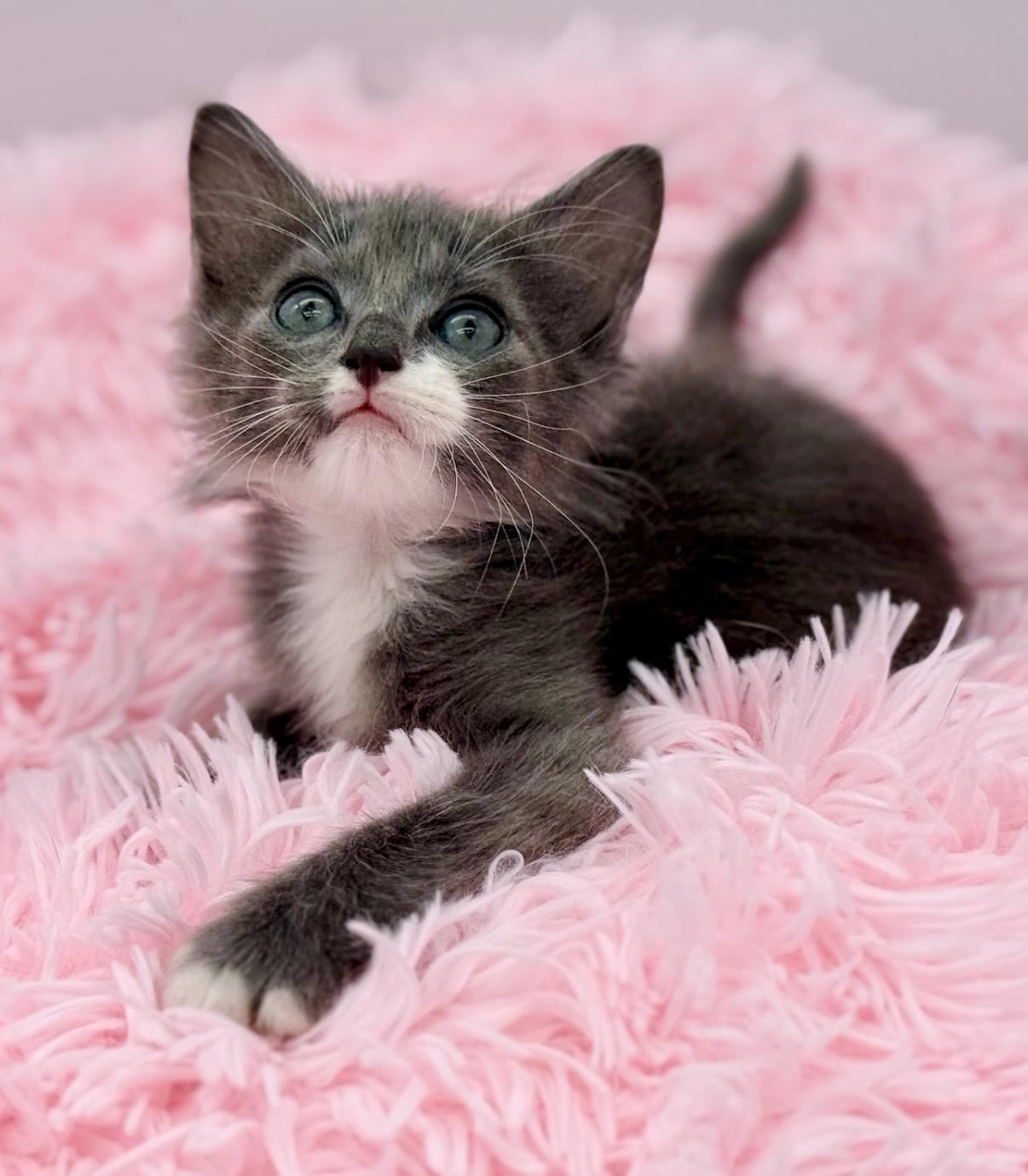 Punisher, an adopted Ragdoll in Covington, LA image 5/6