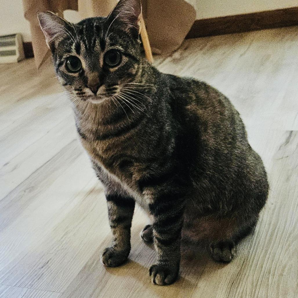 Duchess C10062, Adoptable, Adult Female Domestic Short Hair.