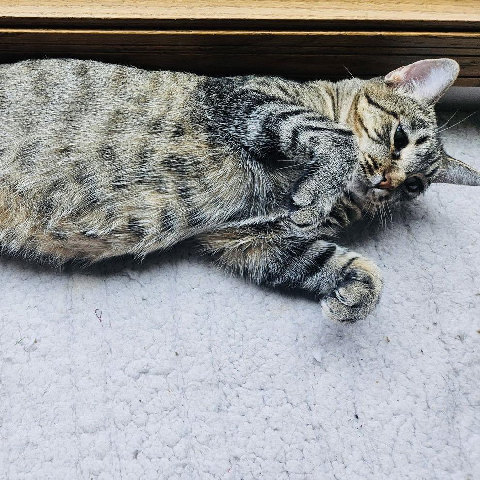 Duchess C10062, a Adoptable Domestic Short Hair in Princeton, MN image 2/6