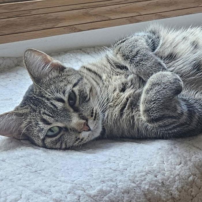 Duchess C10062, a Adoptable Domestic Short Hair in Princeton, MN image 3/6