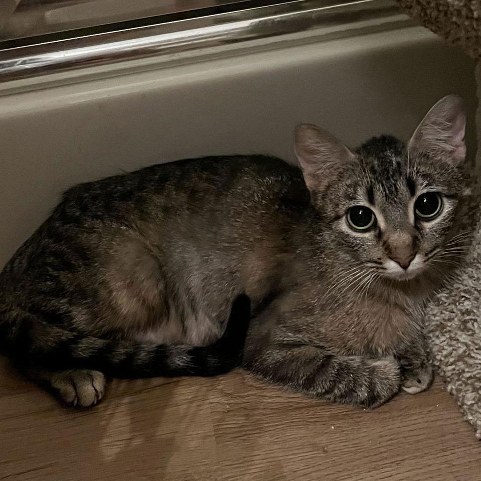 Duchess C10062, a Adoptable Domestic Short Hair in Princeton, MN image 4/6