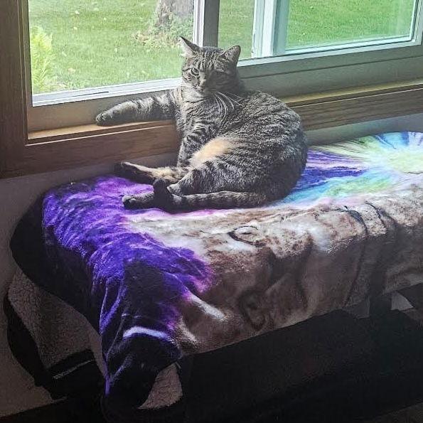 Duchess C10062, a Adoptable Domestic Short Hair in Princeton, MN image 6/6