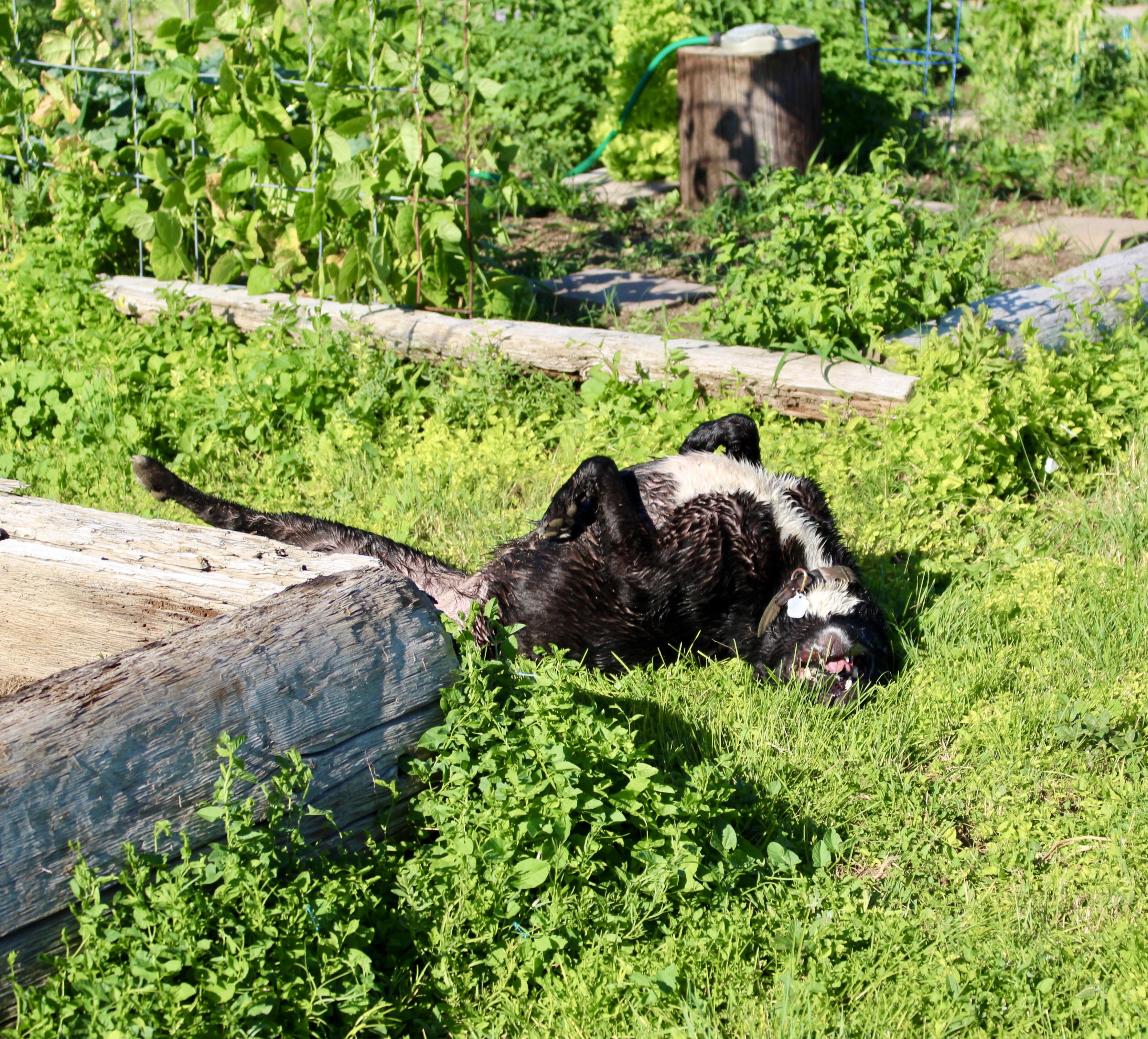 Enlarge Moxie, a Adoptable Labrador Retriever in Grantsville, UT image 1/6