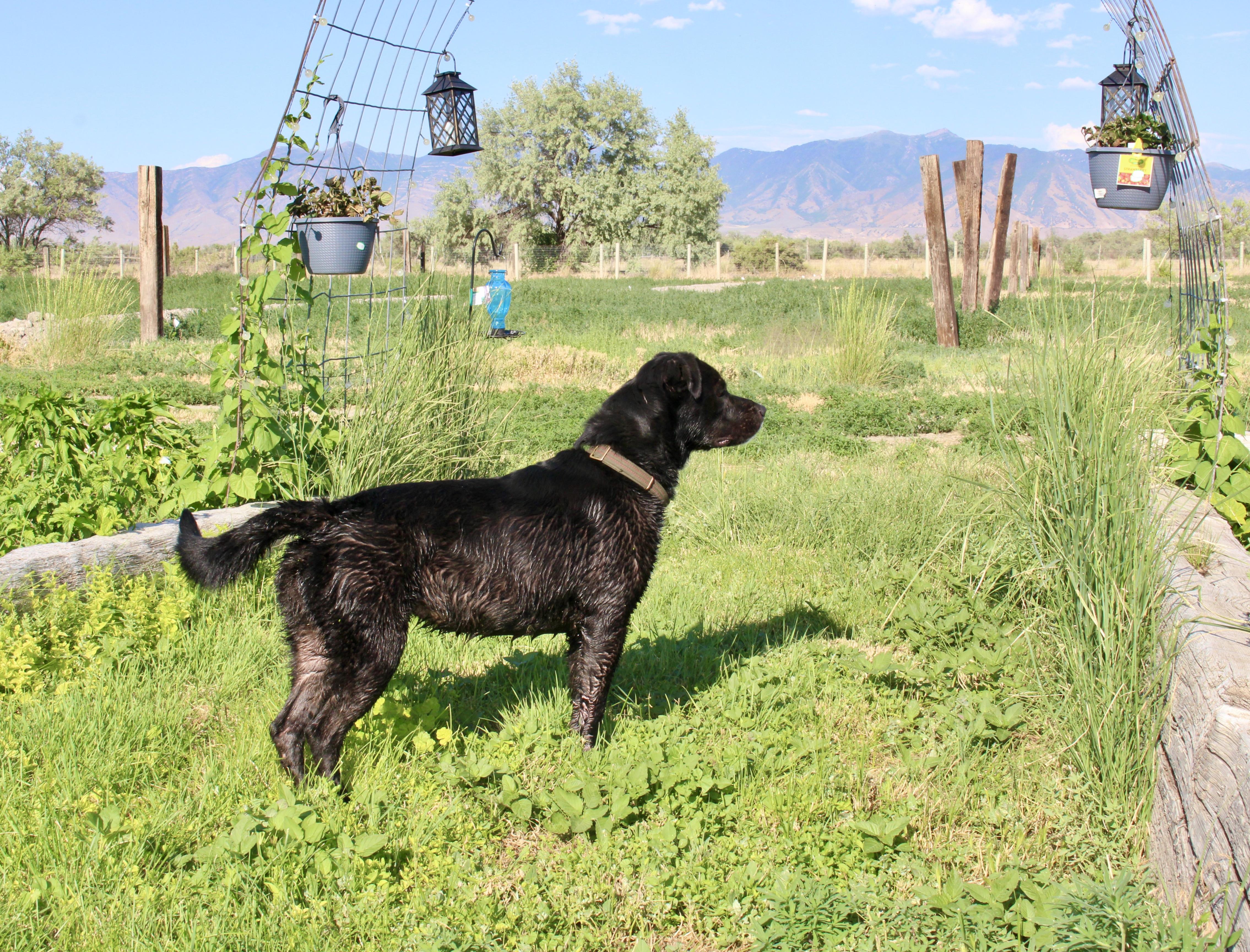 Enlarge Moxie, a Adoptable Labrador Retriever in Grantsville, UT image 2/6