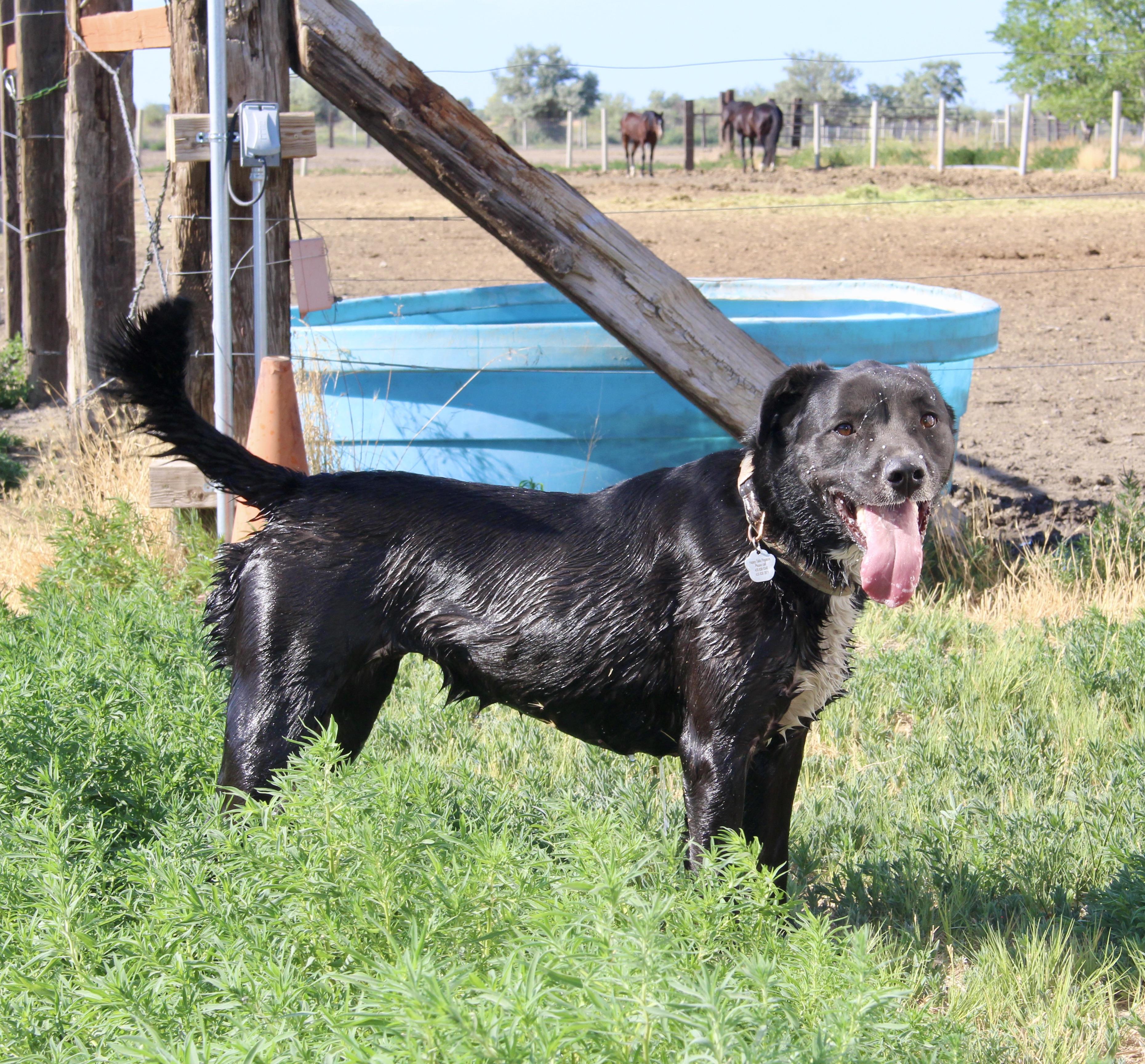 Enlarge Moxie, a Adoptable Labrador Retriever in Grantsville, UT image 3/6