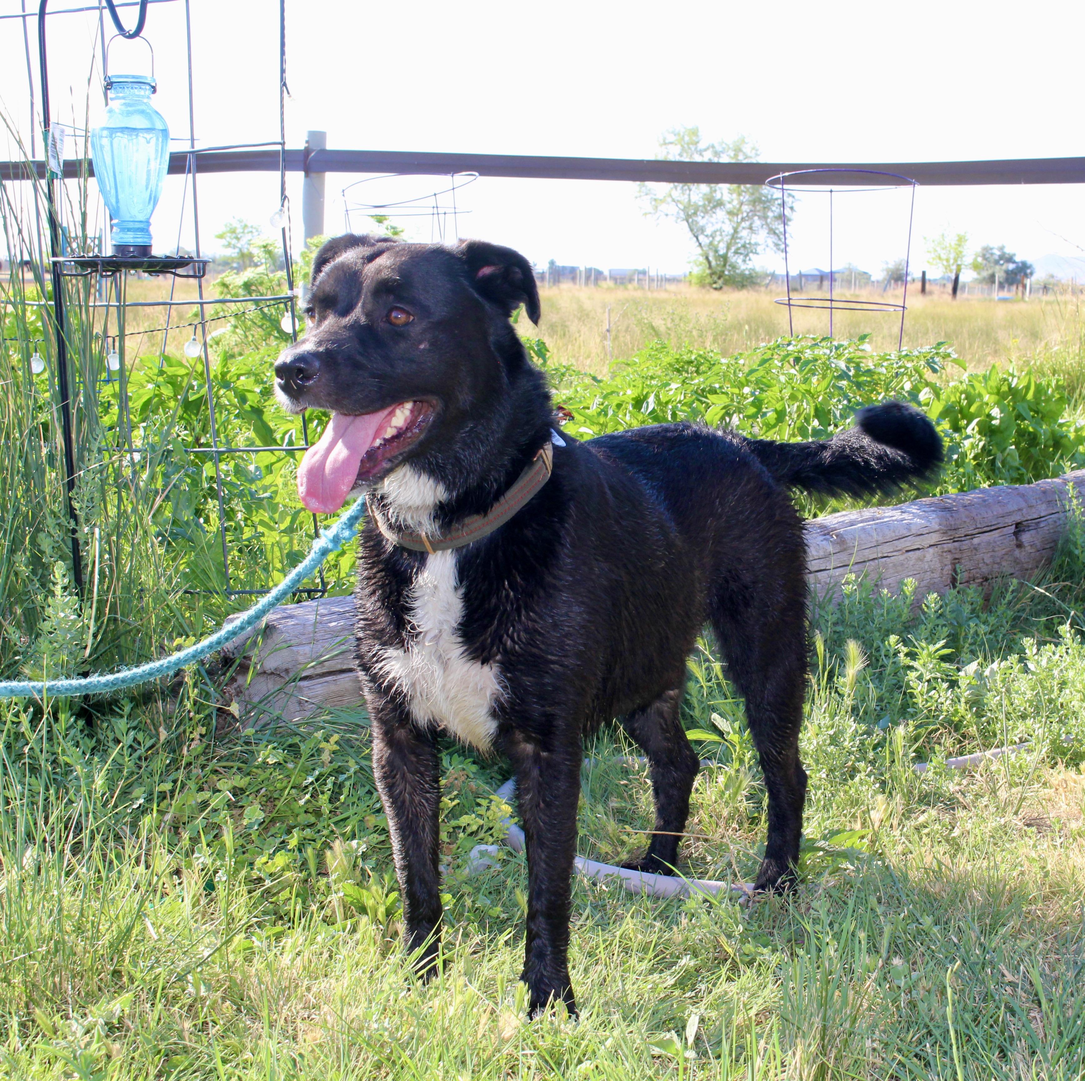 Enlarge Moxie, a Adoptable Labrador Retriever in Grantsville, UT image 4/6