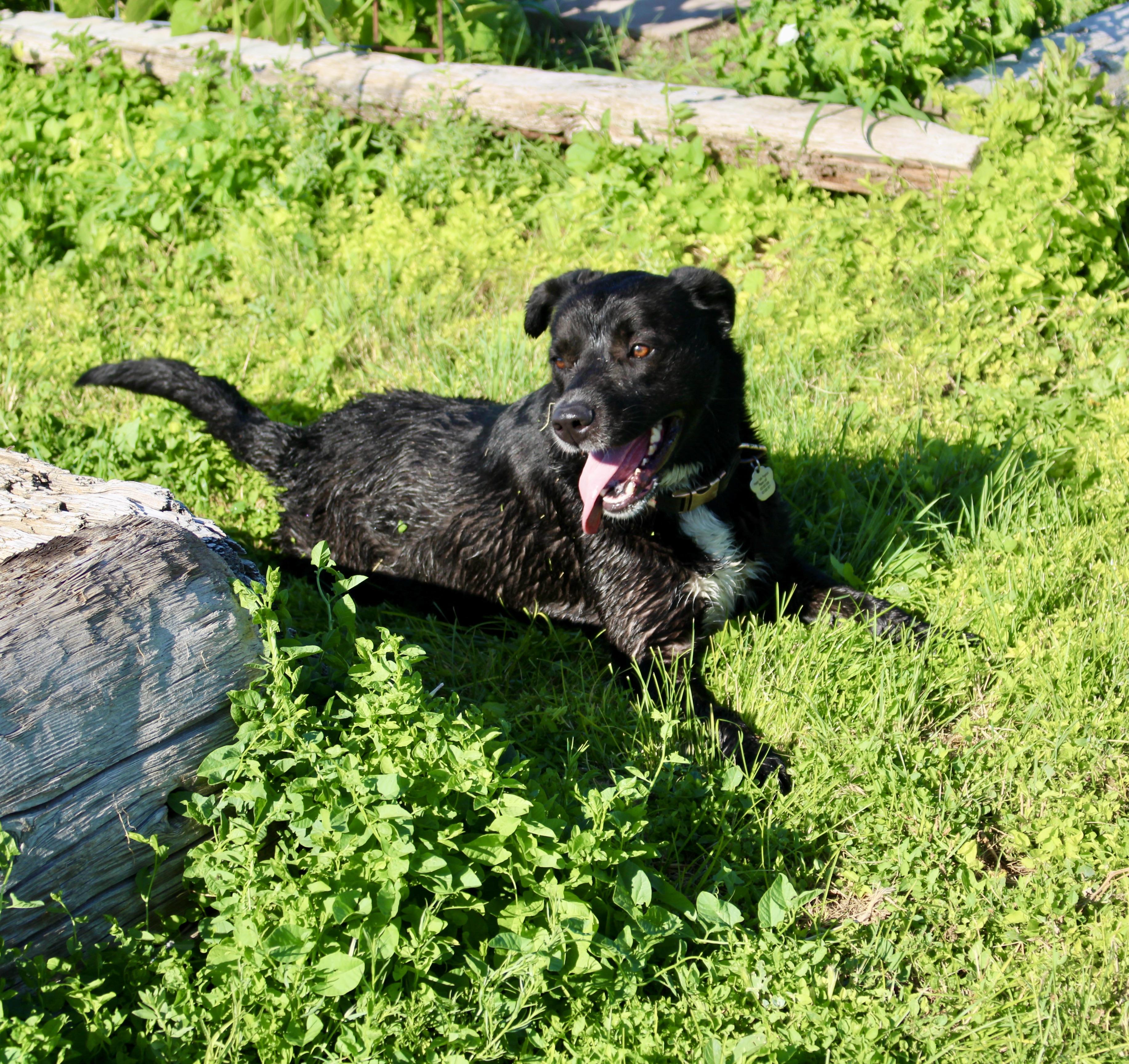 Enlarge Moxie, a Adoptable Labrador Retriever in Grantsville, UT image 5/6