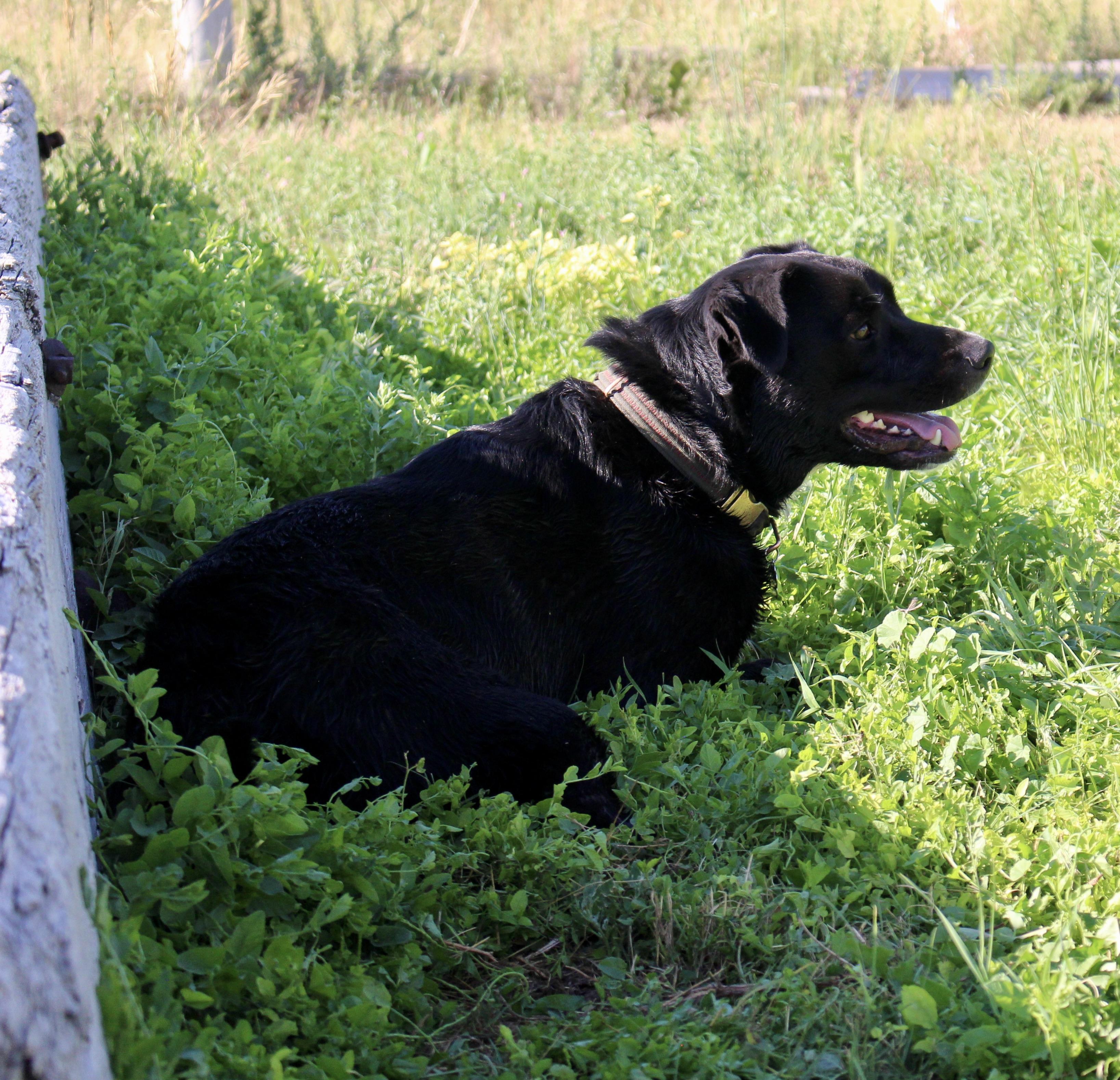 Enlarge Moxie, a Adoptable Labrador Retriever in Grantsville, UT image 6/6