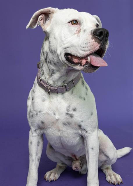 Enlarge MILO, a Adoptable American Bulldog in Fort Lauderdale, FL image 1/1