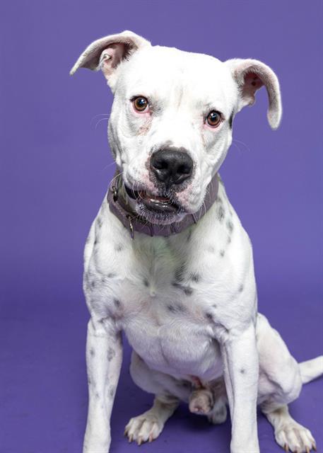 MILO, Adoptable, Adult Male American Bulldog.