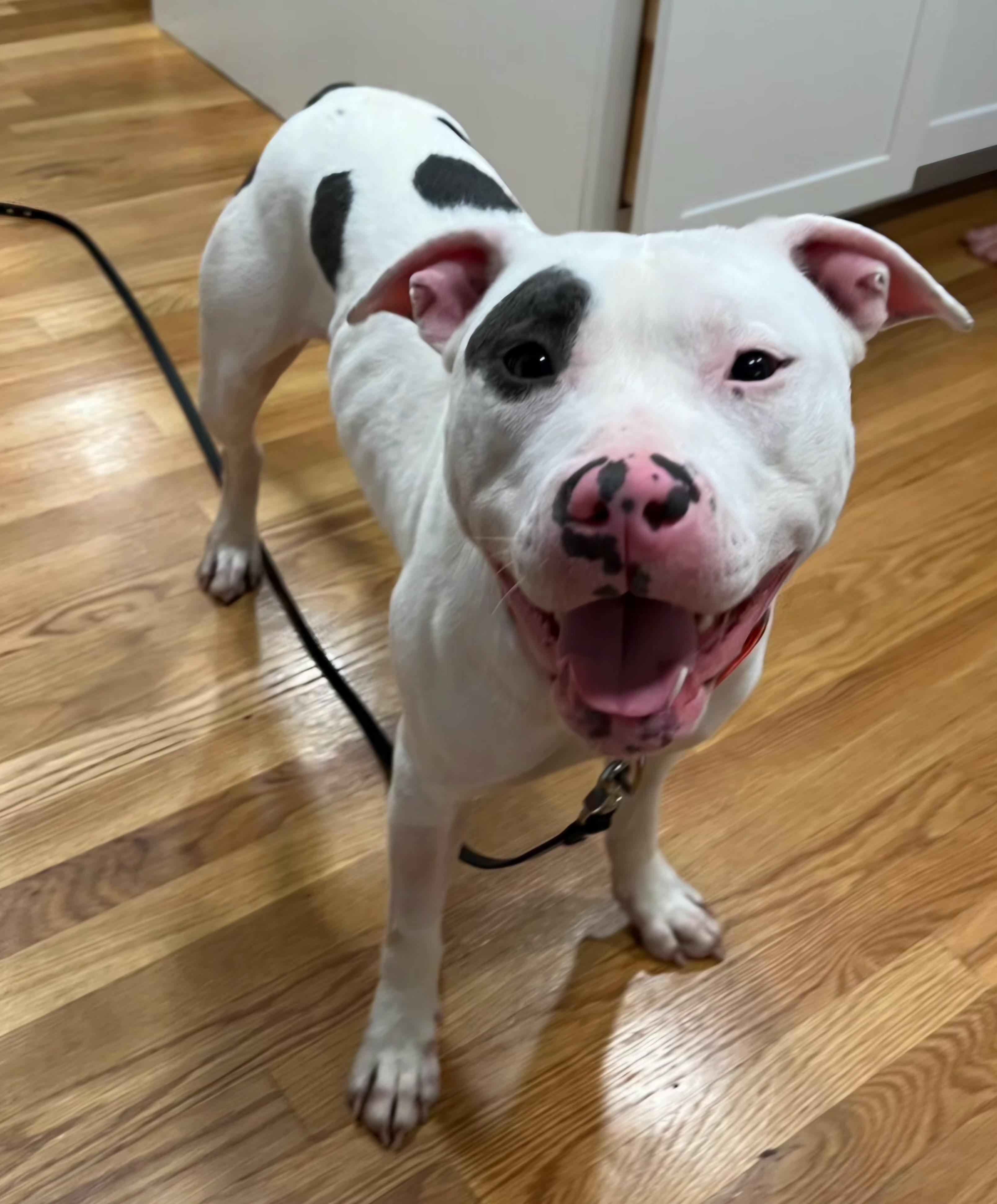 Enlarge Artemis/Adoption Pending, a Adoptable Pit Bull Terrier in Medfield, MA image 3/5