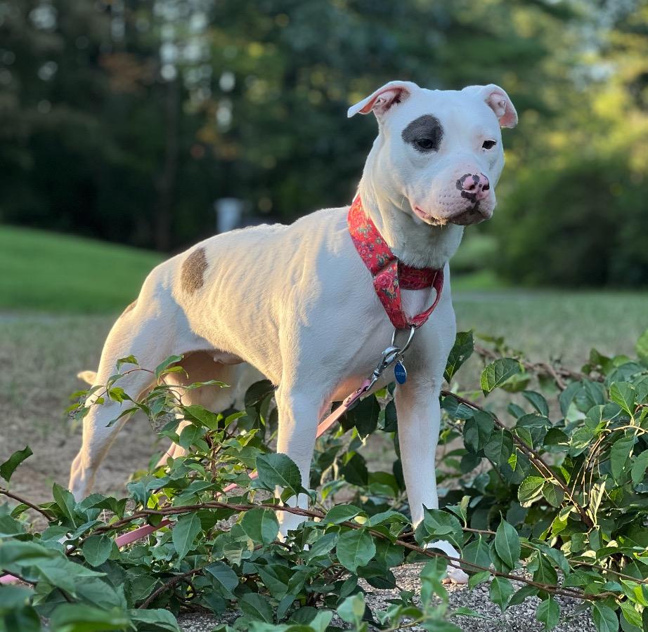 Enlarge Artemis/Adoption Pending, a Adoptable Pit Bull Terrier in Medfield, MA image 5/5