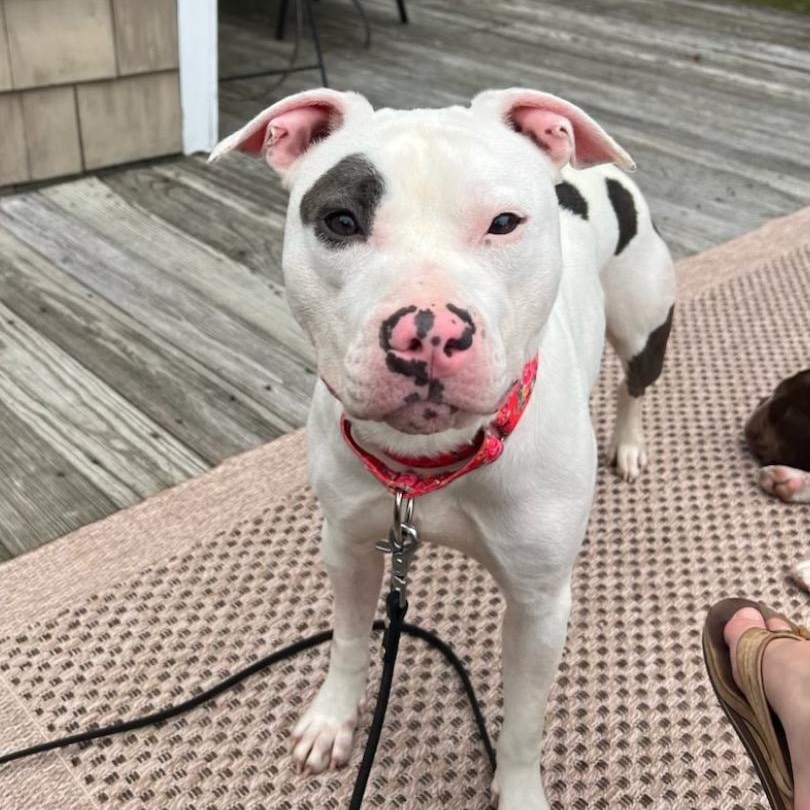 Enlarge Artemis/Adoption Pending, a Adoptable Pit Bull Terrier in Medfield, MA image 2/5