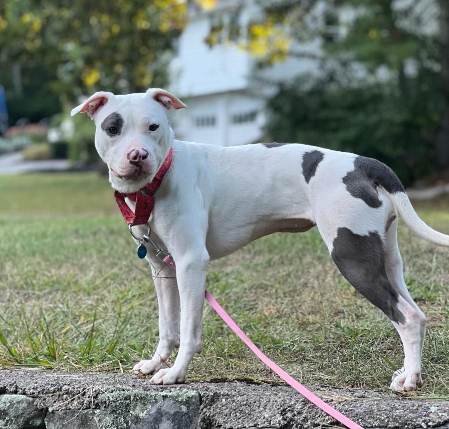Artemis/Adoption Pending, Adoptable, Young Female Pit Bull Terrier.