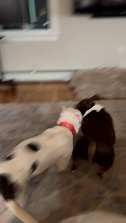 Enlarge Artemis/Adoption Pending, a Adoptable Pit Bull Terrier in Medfield, MA video 4/5