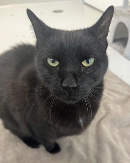 Jax, Adoptable, Senior Male Domestic Short Hair & Domestic Short Hair.