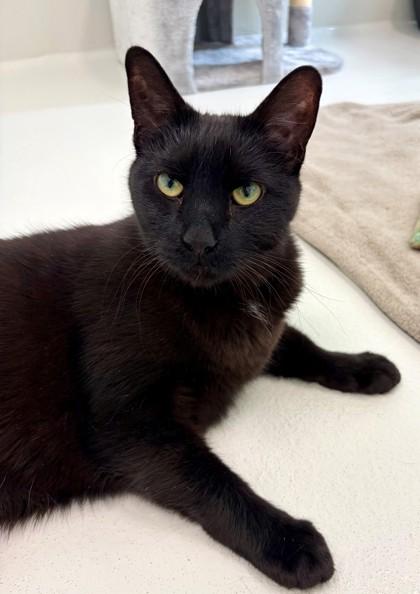Jax, Adoptable, Senior Male Domestic Short Hair & Domestic Short Hair.