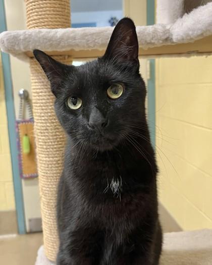 Jax, Adoptable, Senior Male Domestic Short Hair & Domestic Short Hair.