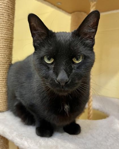 Enlarge Jax, a Adoptable mixed breed in New Hope, PA image 3/3