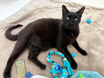 Jax, a Adoptable mixed breed in New Hope, PA image 3/3
