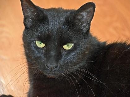 Enlarge Jax, a Adoptable mixed breed in New Hope, PA image 3/3