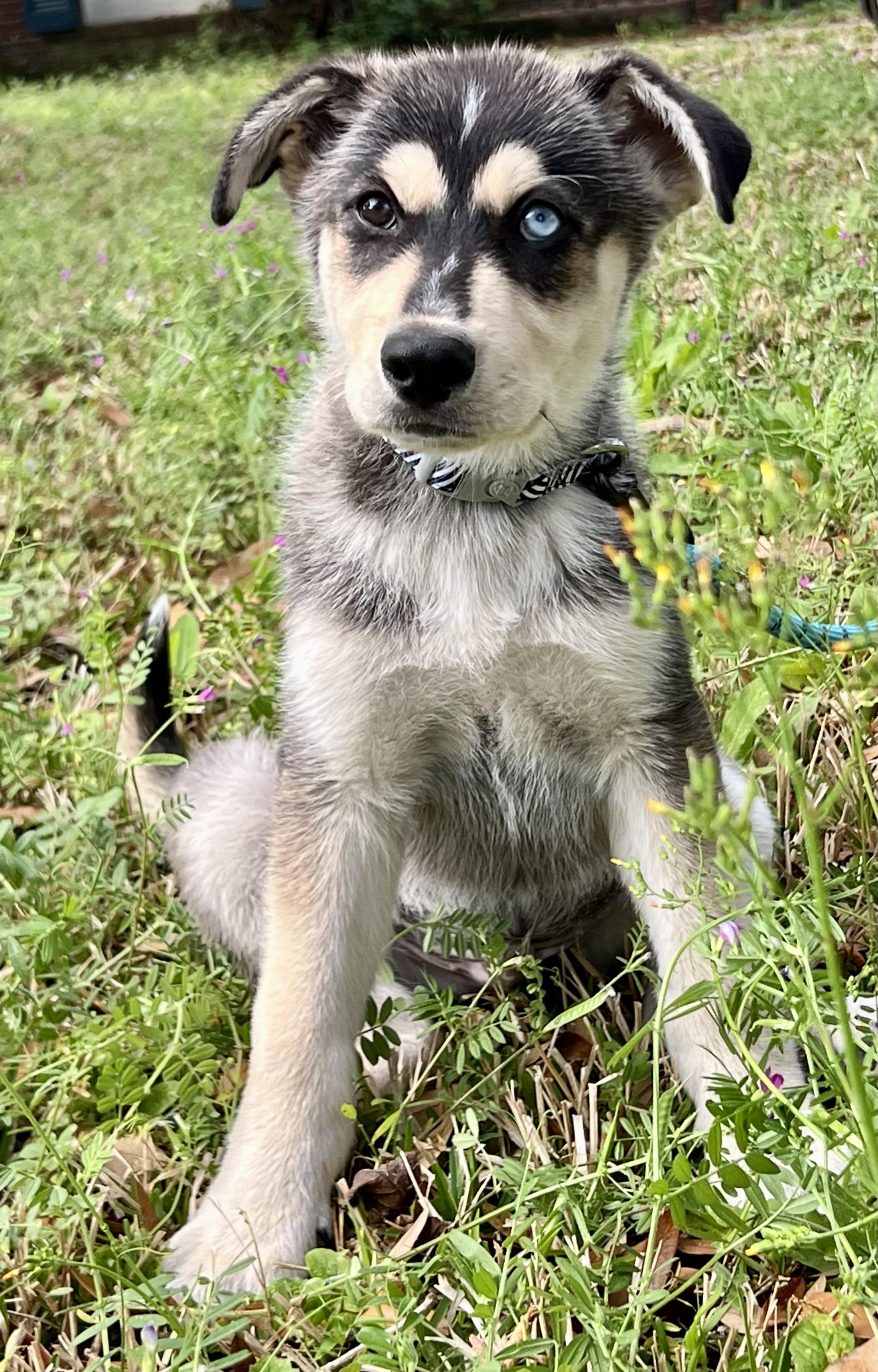 Enlarge Mowgli, a ADOPTABLE mixed breed in Mt Pleasant, SC image 3/6
