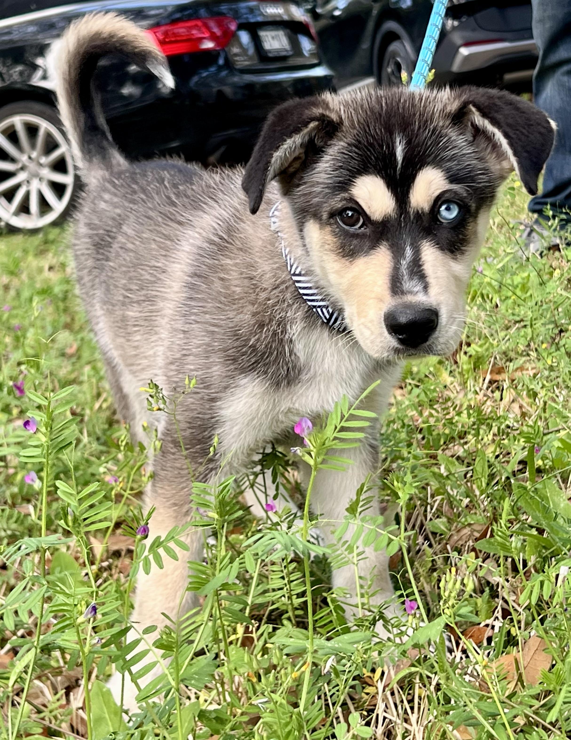 Enlarge Mowgli, a ADOPTABLE mixed breed in Mt Pleasant, SC image 2/6