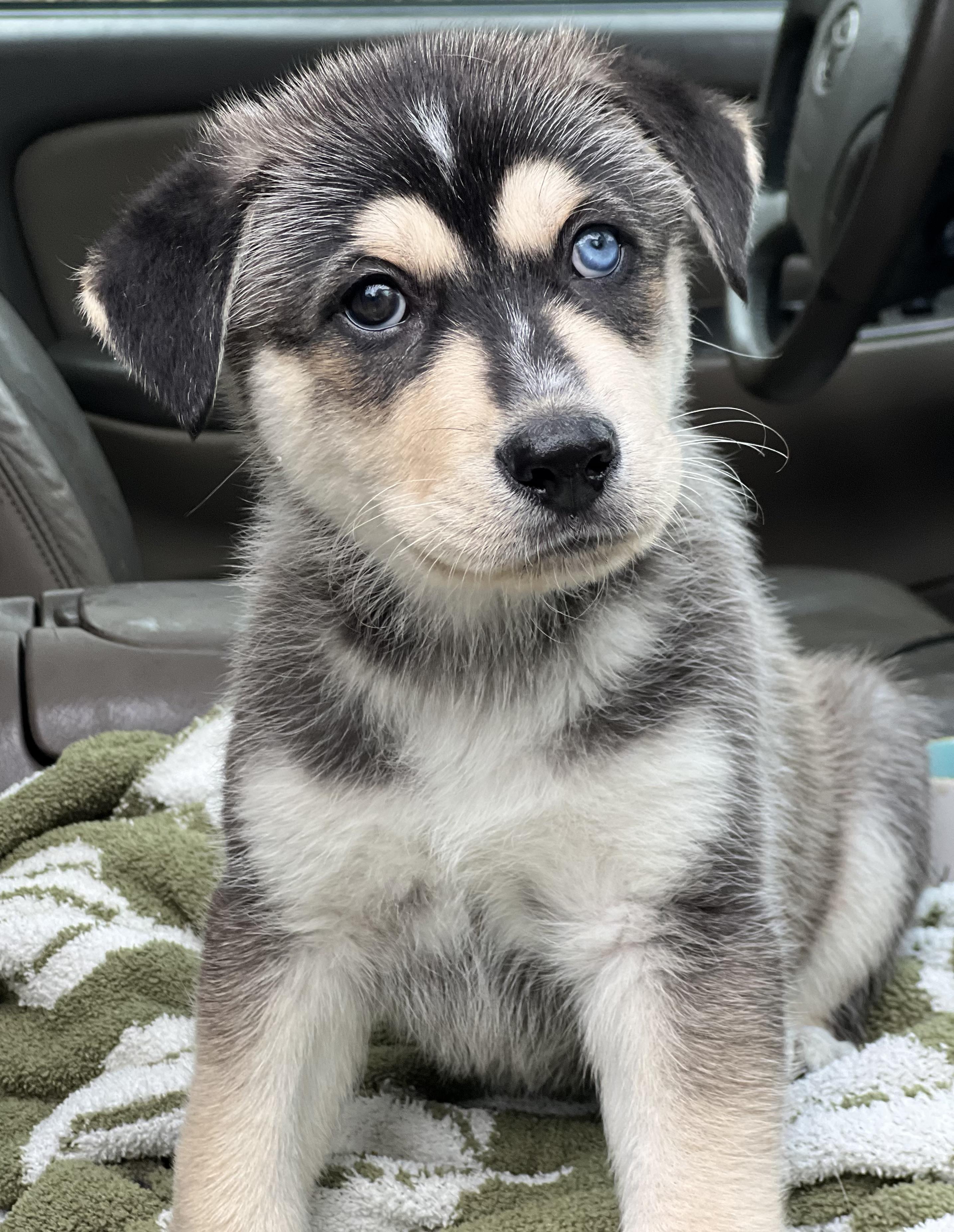 Mowgli, a ADOPTABLE mixed breed in Mt Pleasant, SC image 5/6