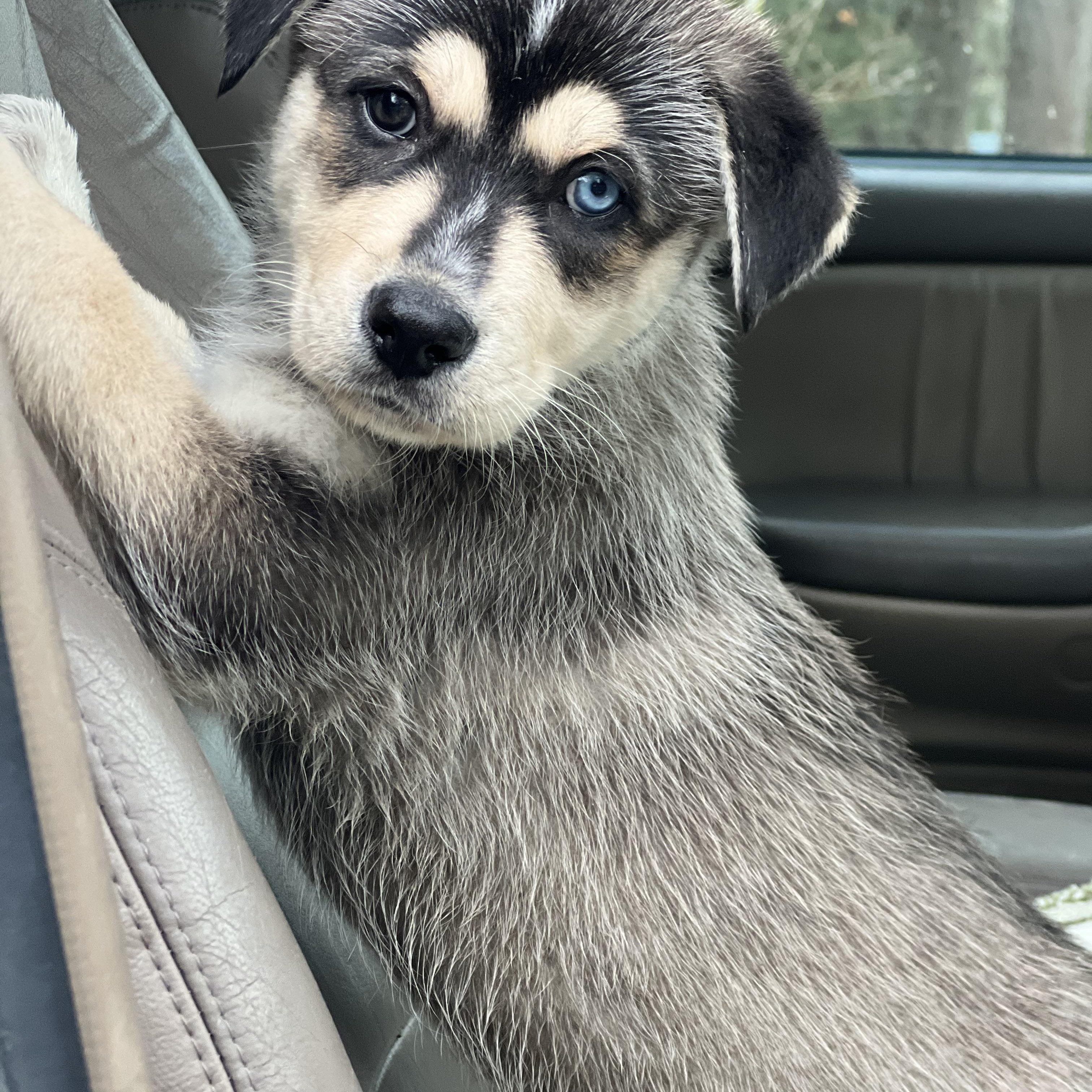 Mowgli, a ADOPTABLE mixed breed in Mt Pleasant, SC image 2/6