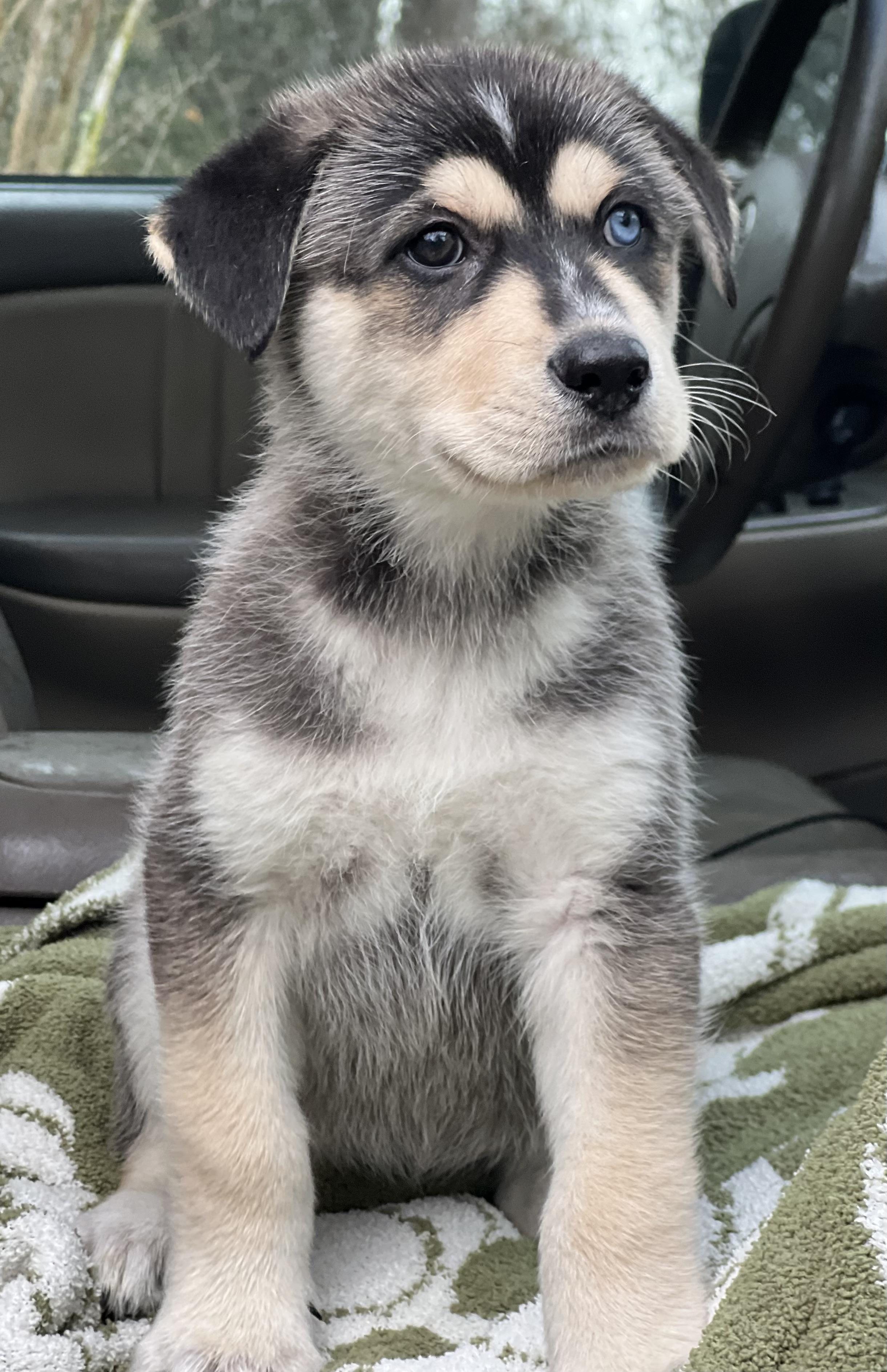 Mowgli, a ADOPTABLE mixed breed in Mt Pleasant, SC image 3/6