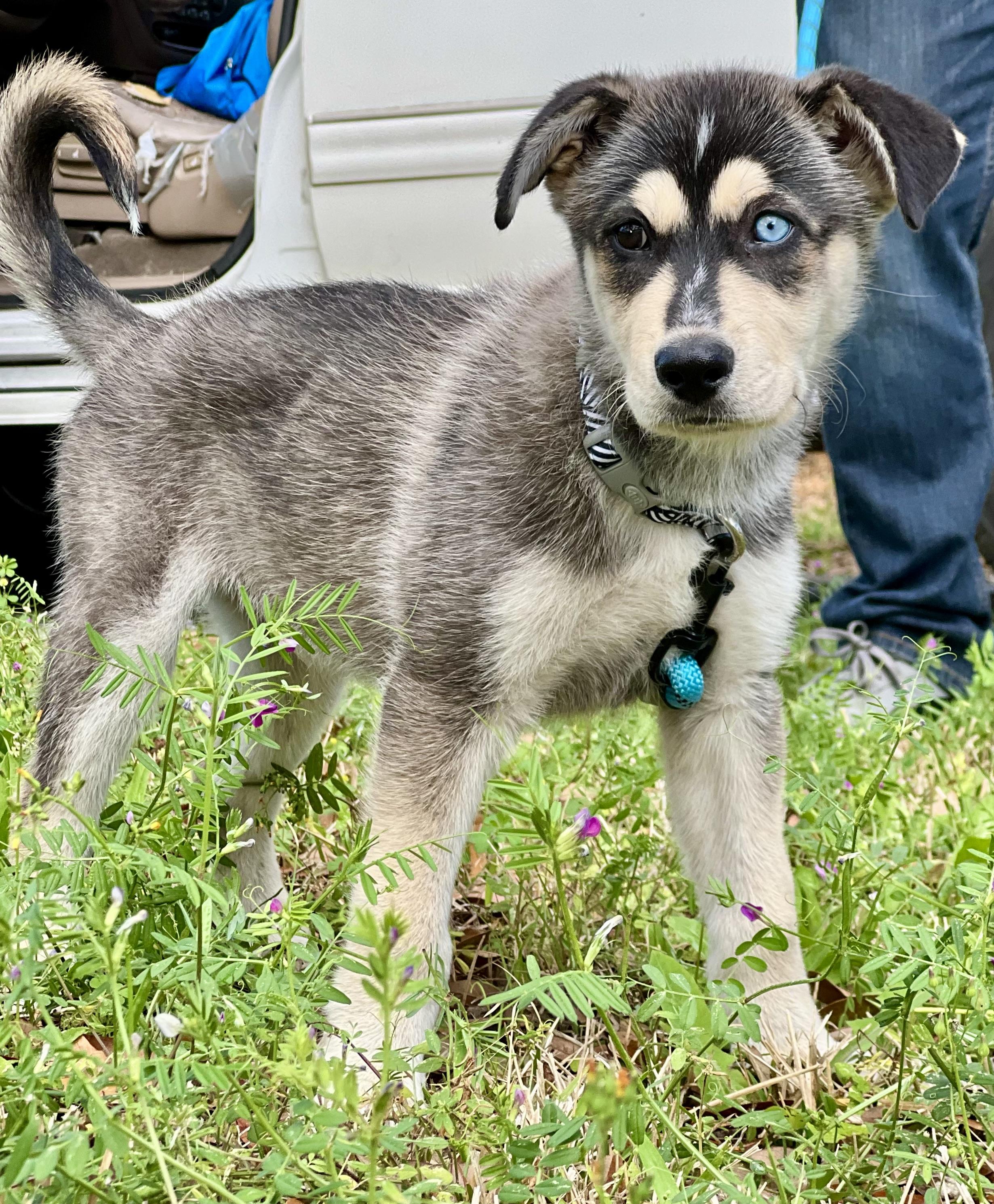 Enlarge Mowgli, a ADOPTABLE mixed breed in Mt Pleasant, SC image 1/6