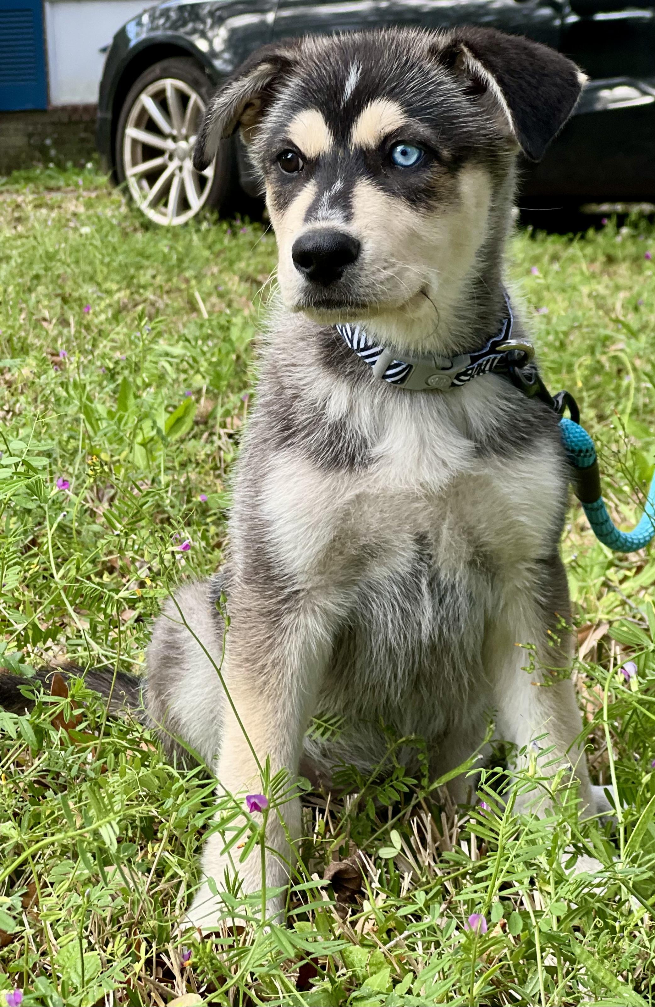 Enlarge Mowgli, a ADOPTABLE mixed breed in Mt Pleasant, SC image 4/6