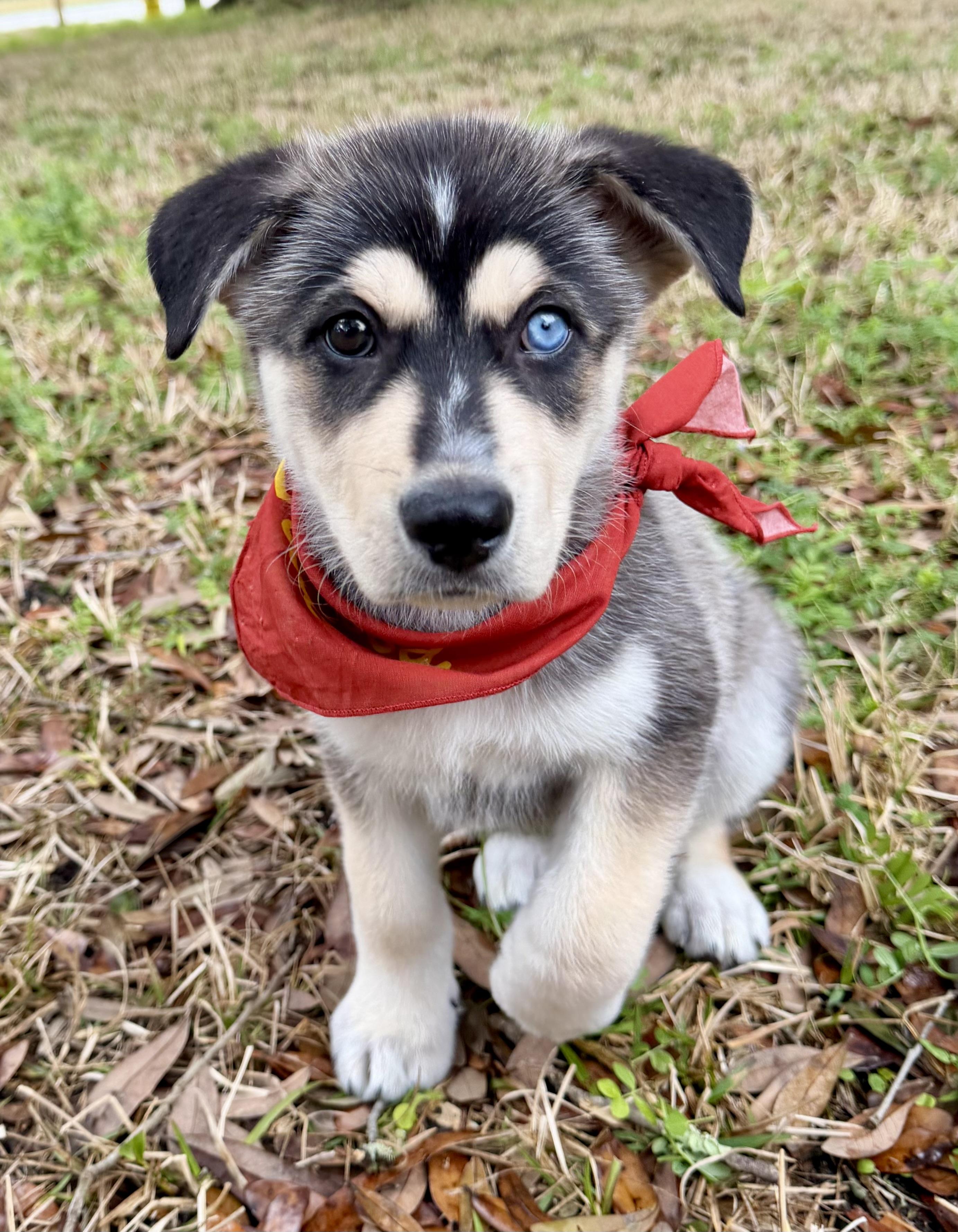 Mowgli, ADOPTABLE, Puppy Male Husky.