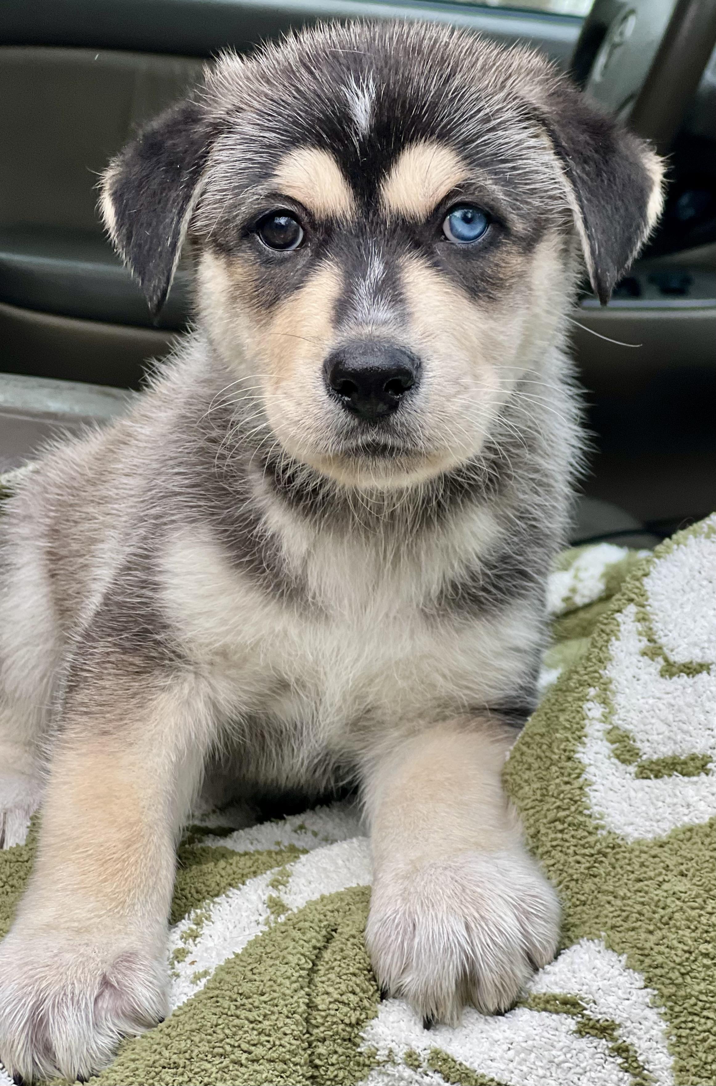 Mowgli, a ADOPTABLE mixed breed in Mt Pleasant, SC image 4/6