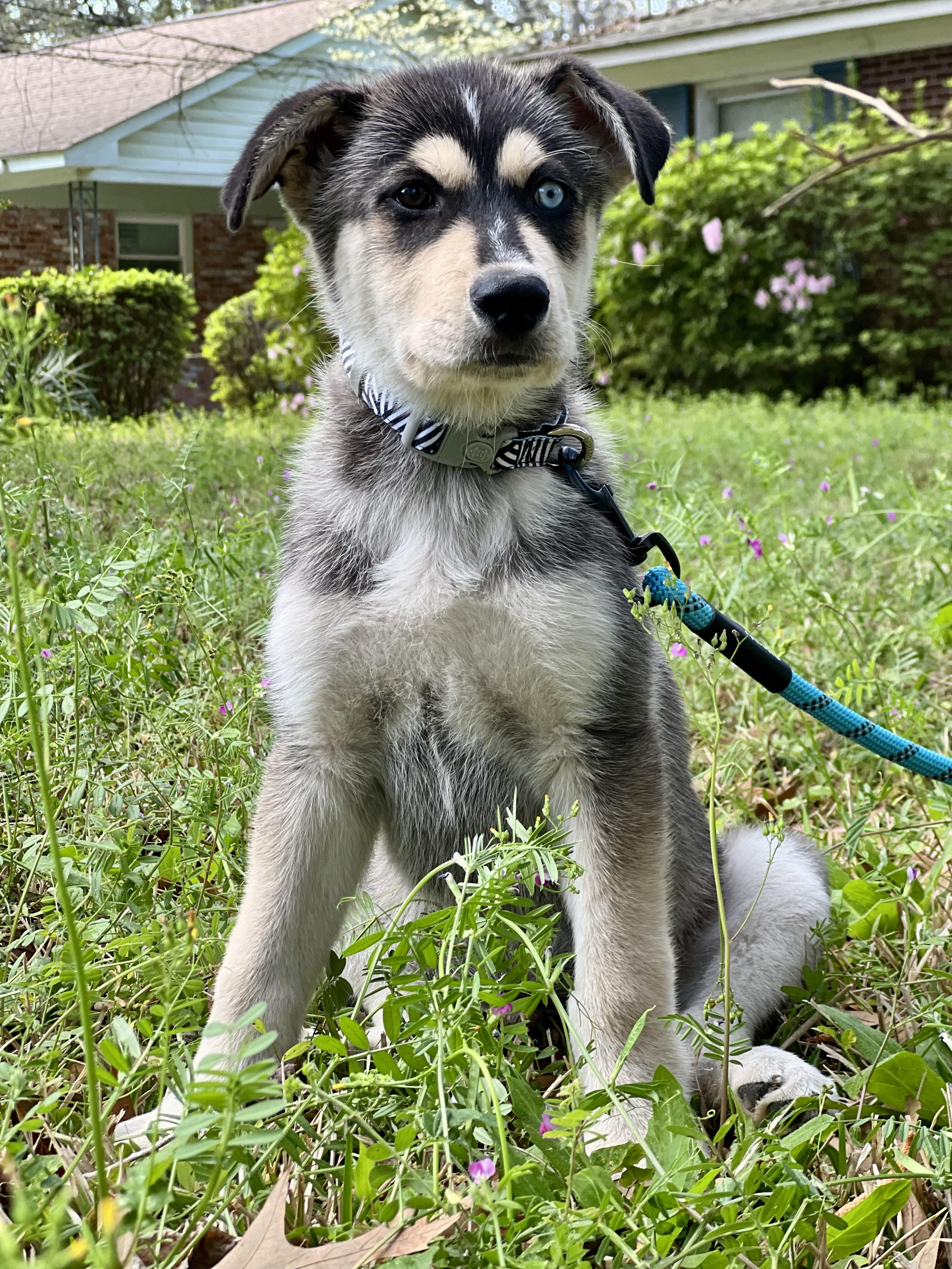 Enlarge Mowgli, a ADOPTABLE mixed breed in Mt Pleasant, SC image 6/6