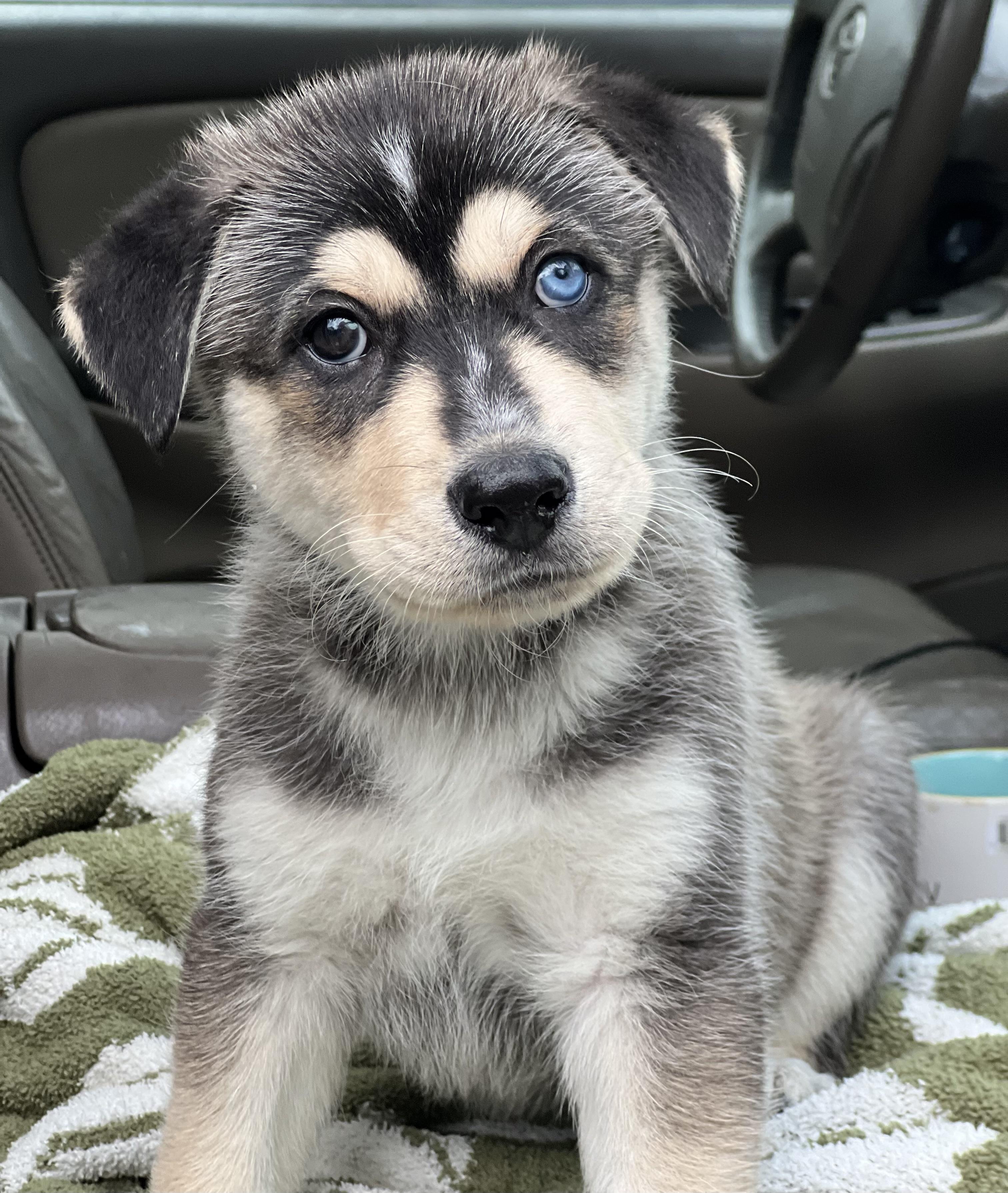 Mowgli, a ADOPTABLE mixed breed in Mt Pleasant, SC image 1/6