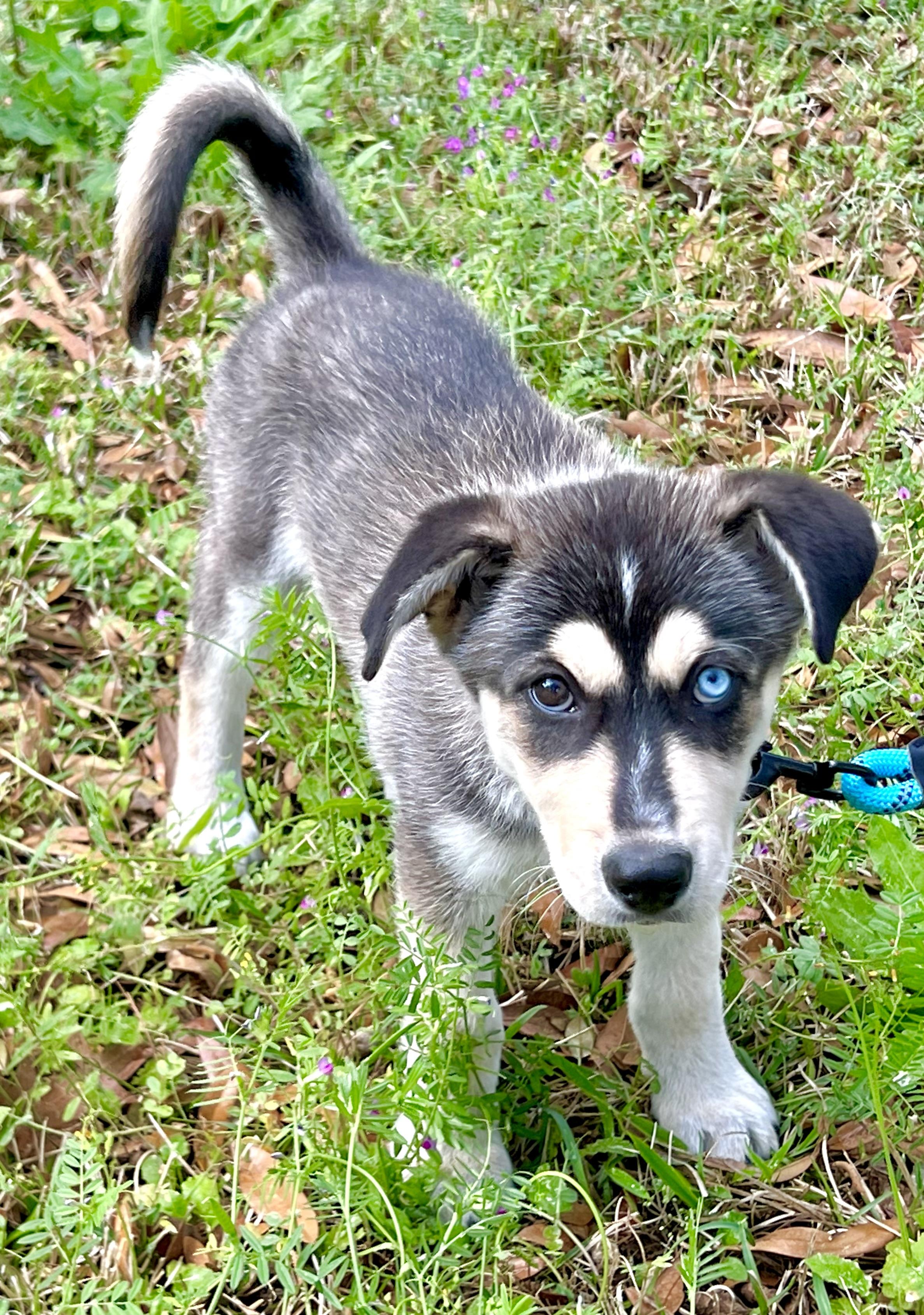 Enlarge Mowgli, a ADOPTABLE mixed breed in Mt Pleasant, SC image 5/6
