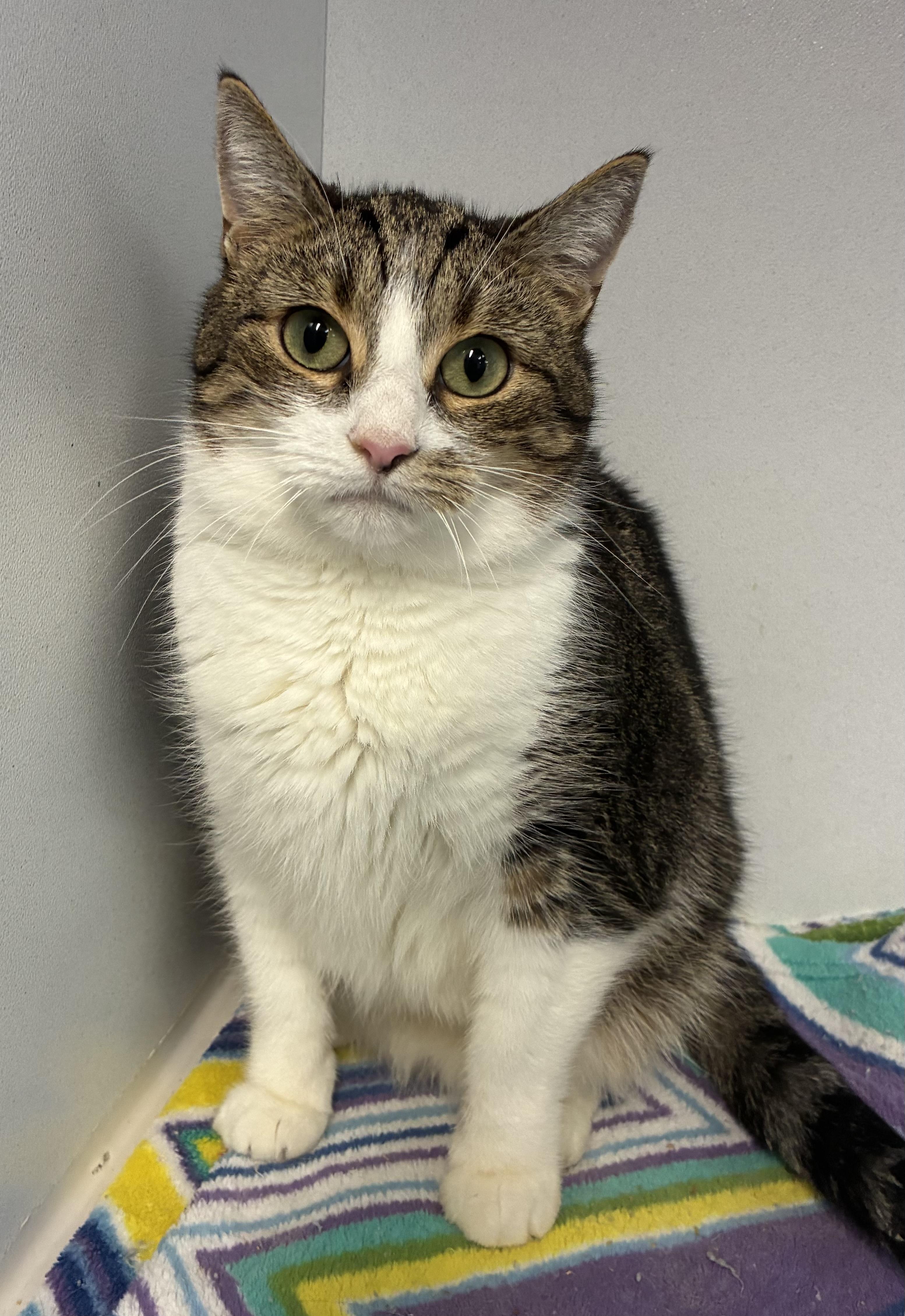 Kylie , a ADOPTABLE Domestic Short Hair in Breinigsville, PA image 1/3
