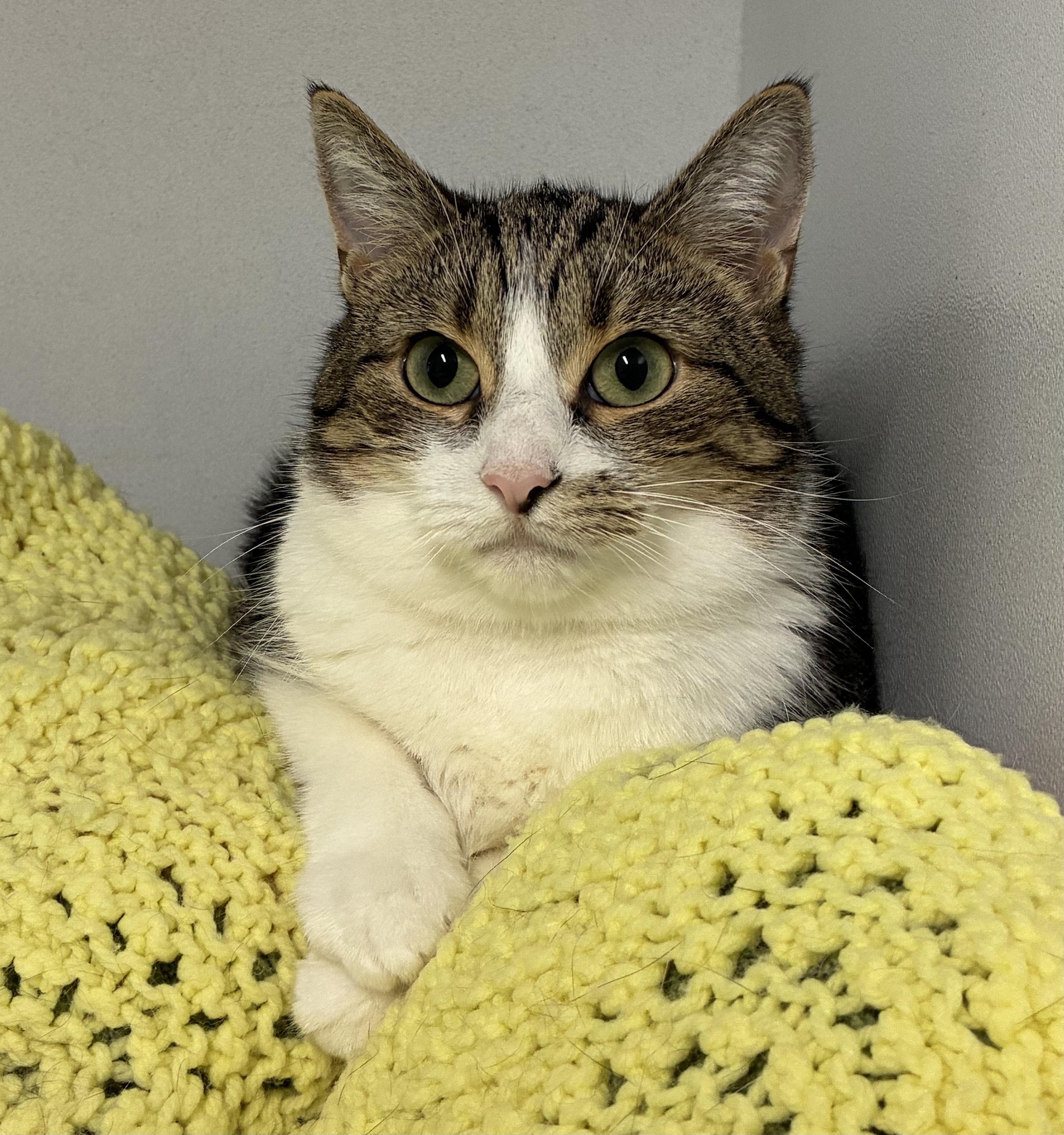 Kylie , a ADOPTABLE Domestic Short Hair in Breinigsville, PA image 2/3