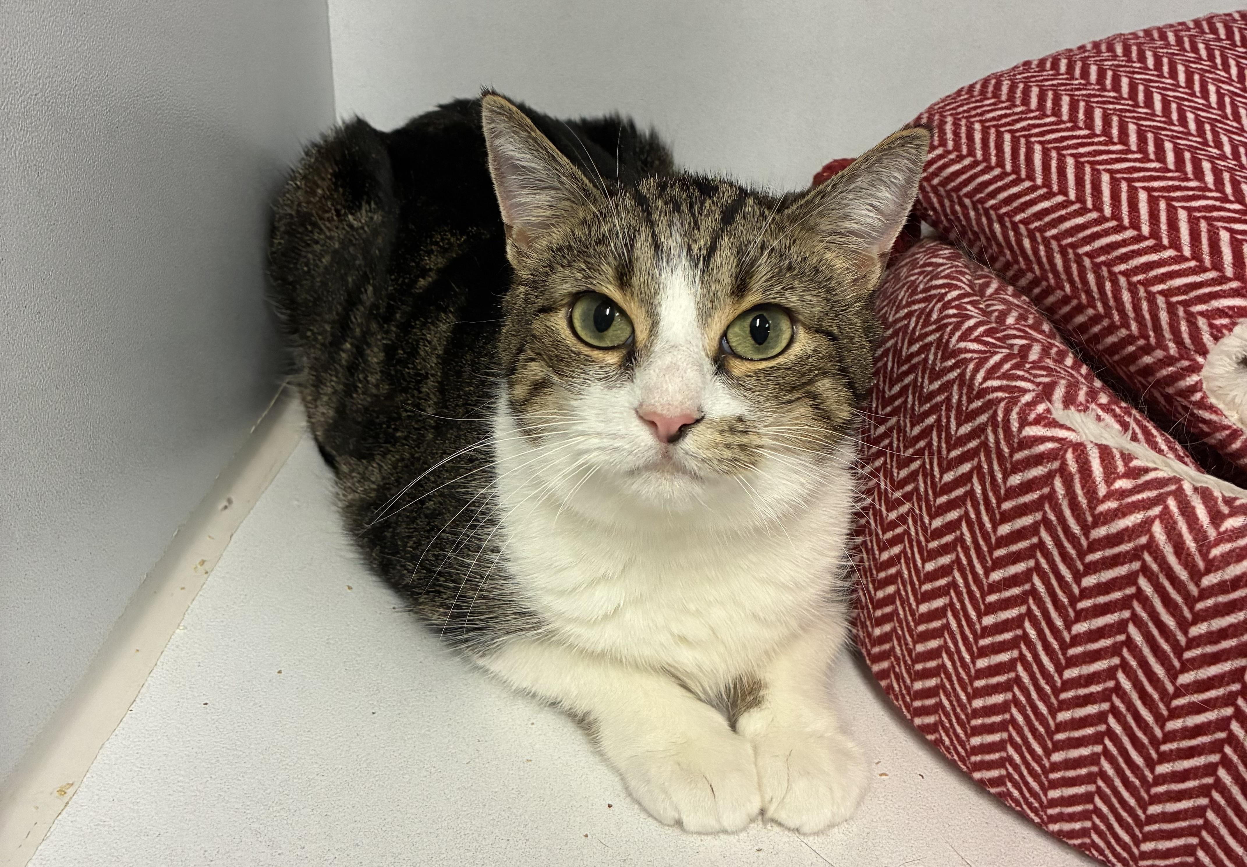 Kylie , a ADOPTABLE Domestic Short Hair in Breinigsville, PA image 3/3