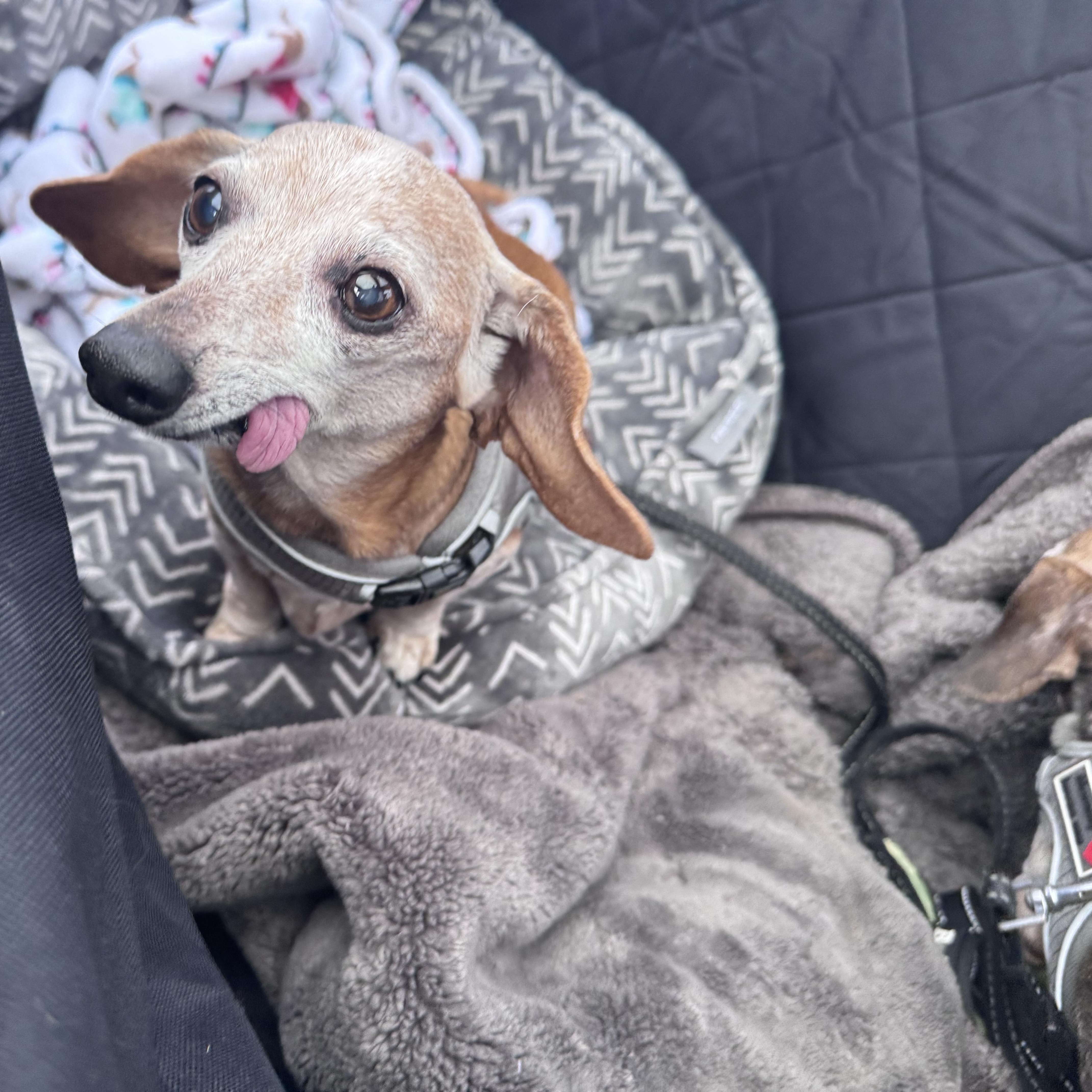 Pixie, a Adoptable Dachshund in Portland, OR image 5/5