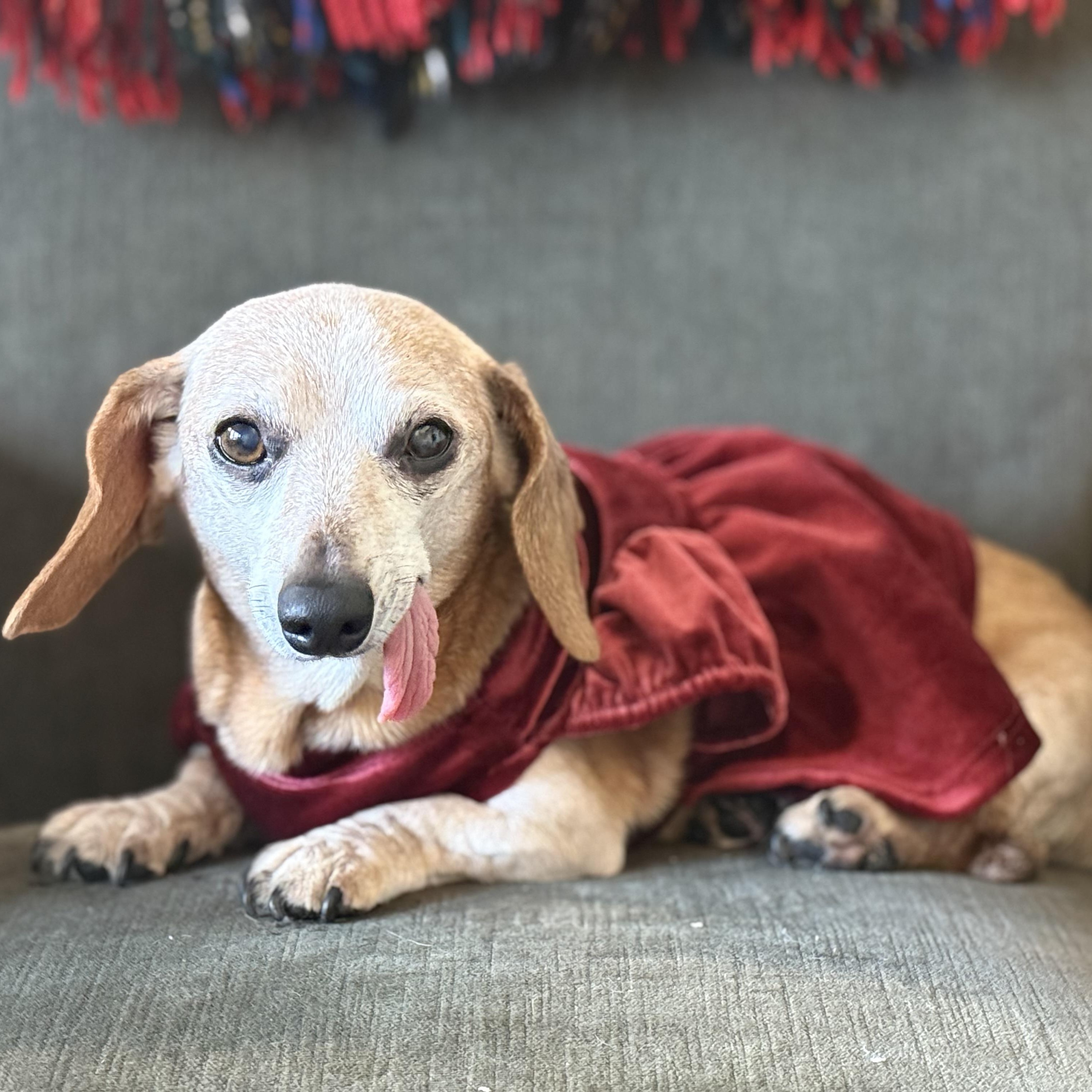 Pixie, a Adoptable Dachshund in Portland, OR image 1/5