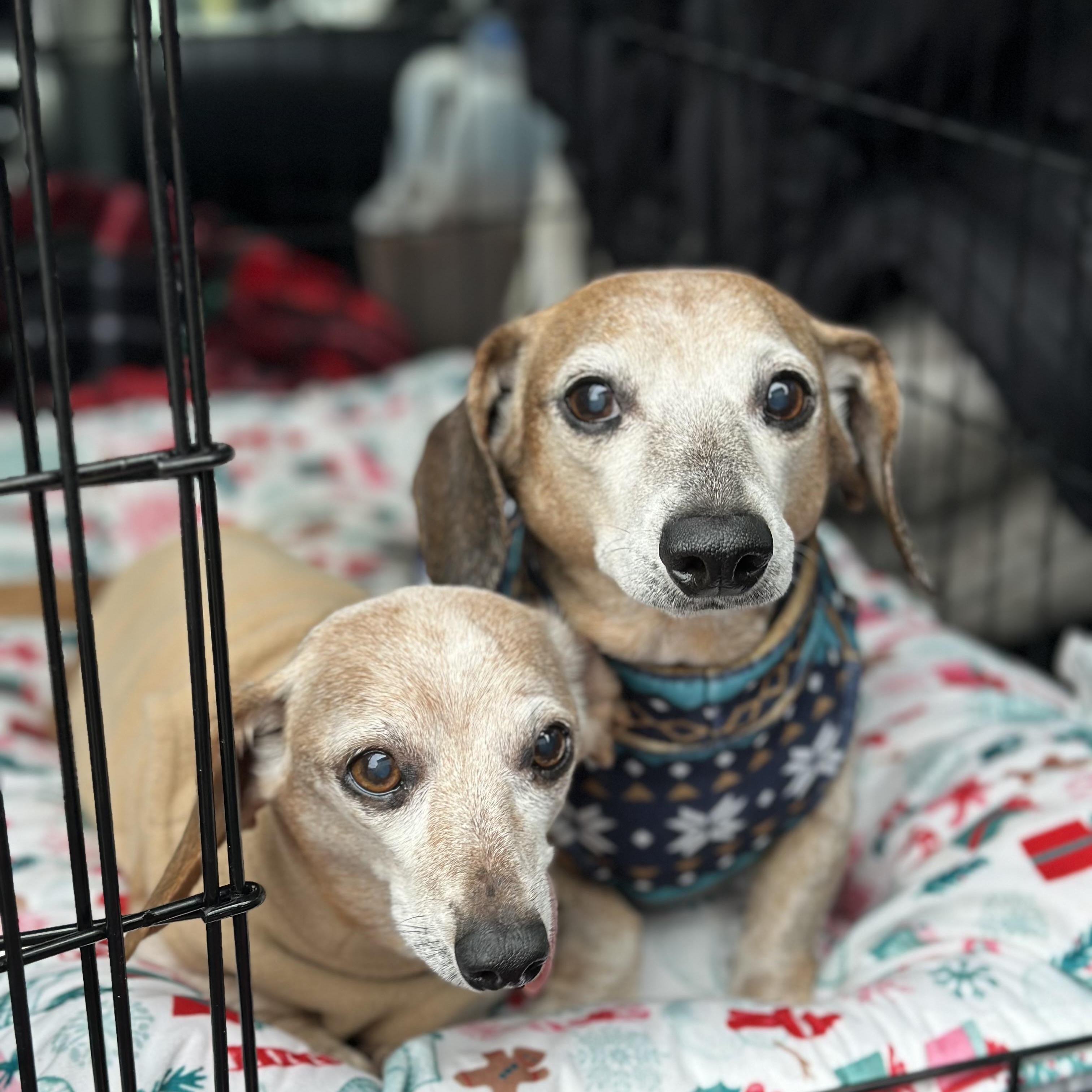 Pixie, a Adoptable Dachshund in Portland, OR image 3/5