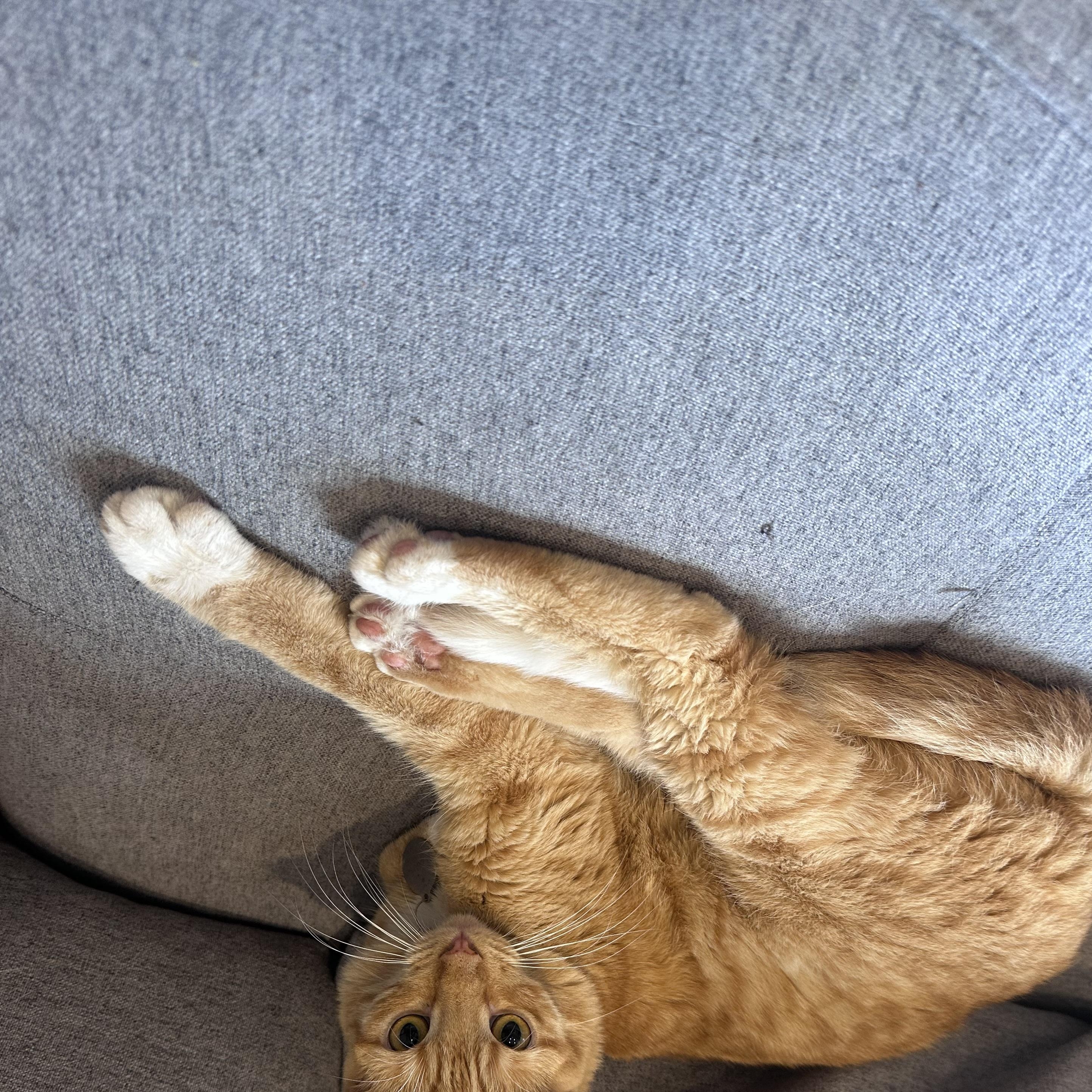 Enlarge Howie, a Adoptable Domestic Short Hair in Frostproof, FL image 3/3