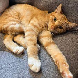 Howie, Adoptable, Young Male Domestic Short Hair.