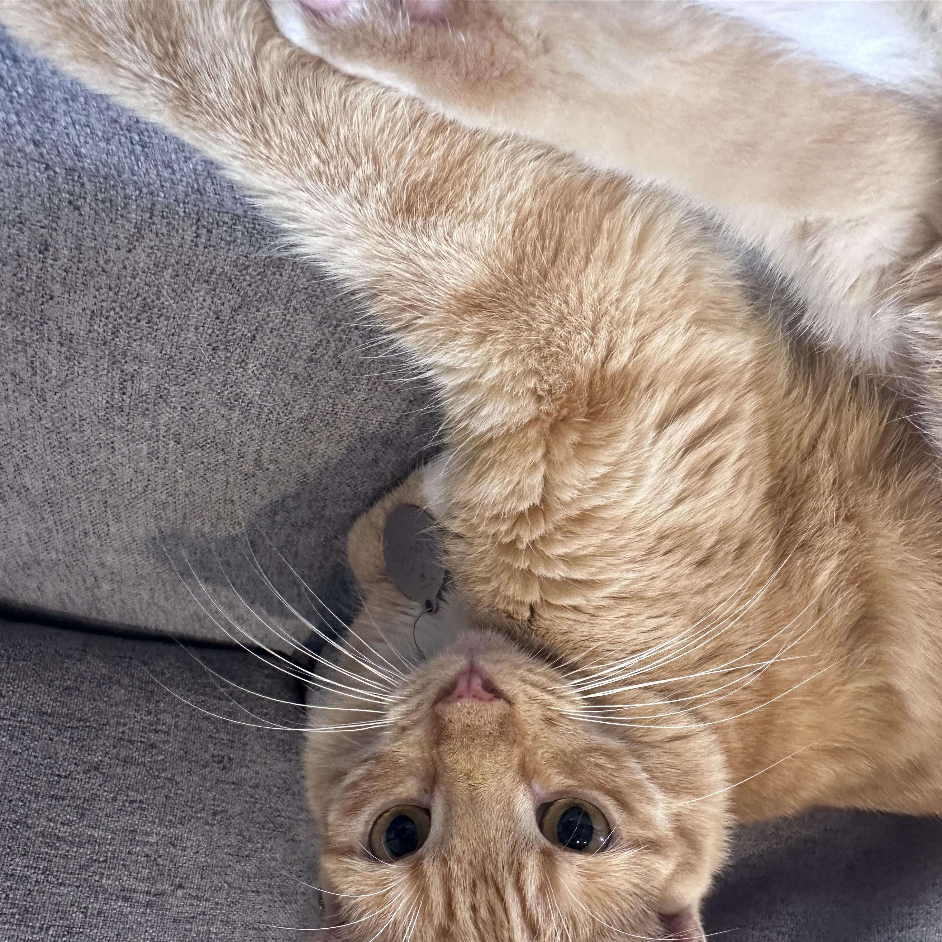 Enlarge Howie, a Adoptable Domestic Short Hair in Frostproof, FL image 2/3