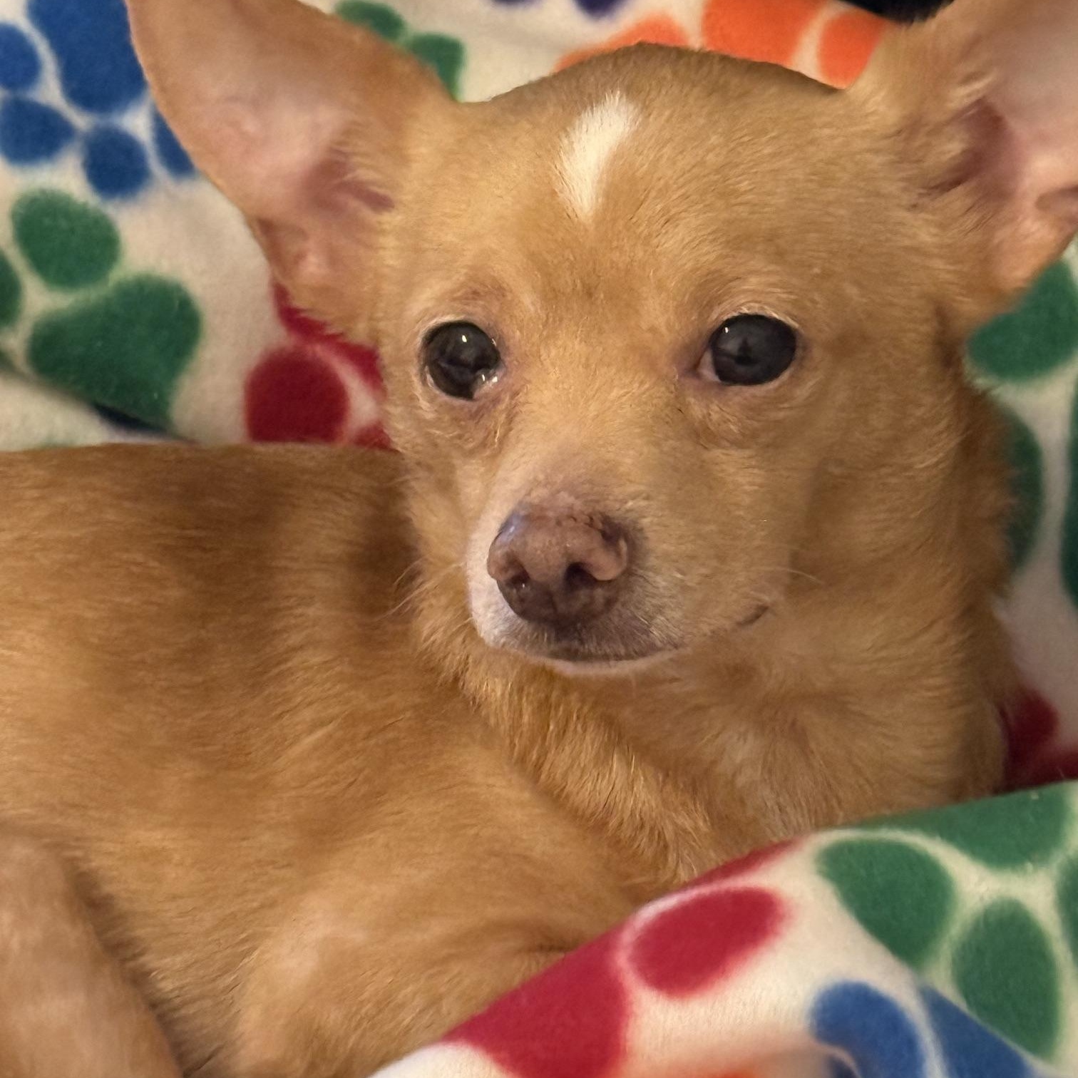 Bosco, ADOPTABLE, Adult Male Chihuahua.